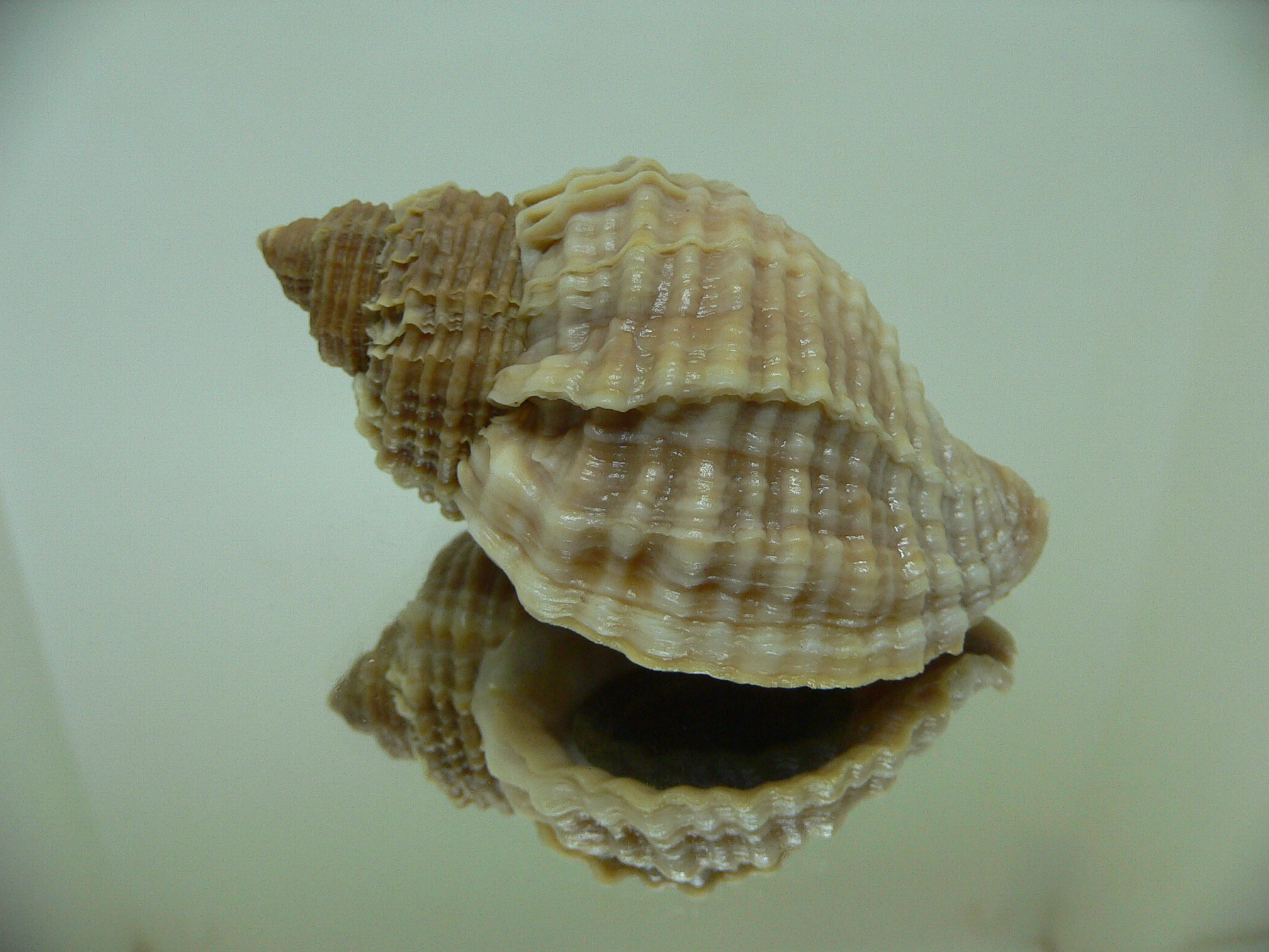 Nucella freycinetii freycinetii STRIPED & KEEL