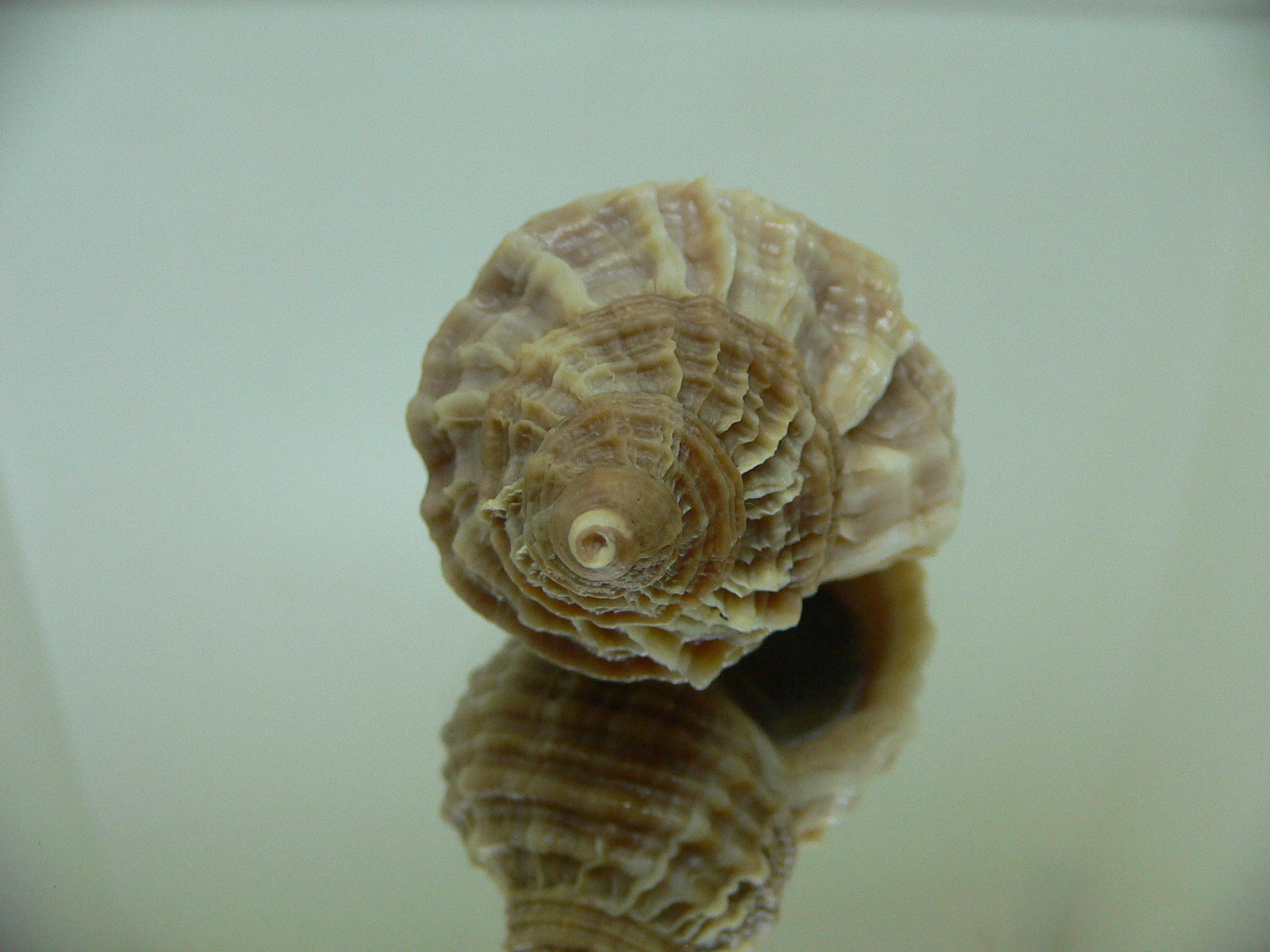 Nucella freycinetii freycinetii STRIPED & KEEL