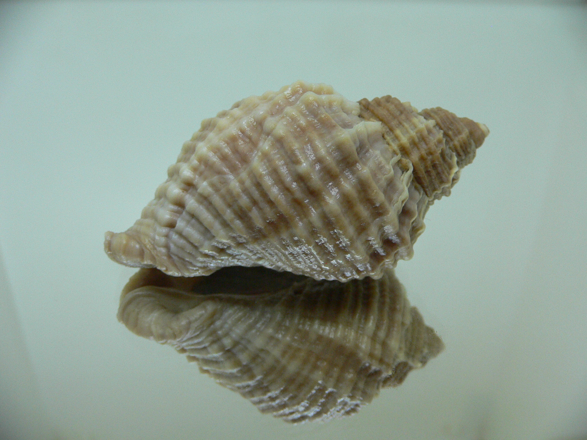 Nucella freycinetii freycinetii STRIPED & KEEL