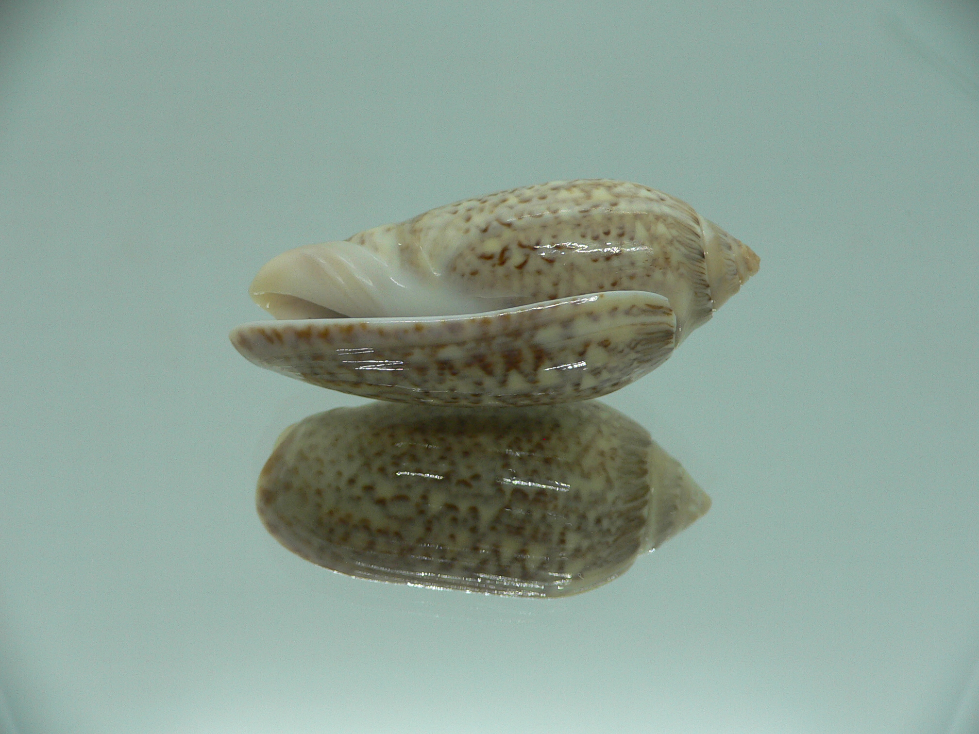 Oliva spicata f. rejecta IDEAL & RARE