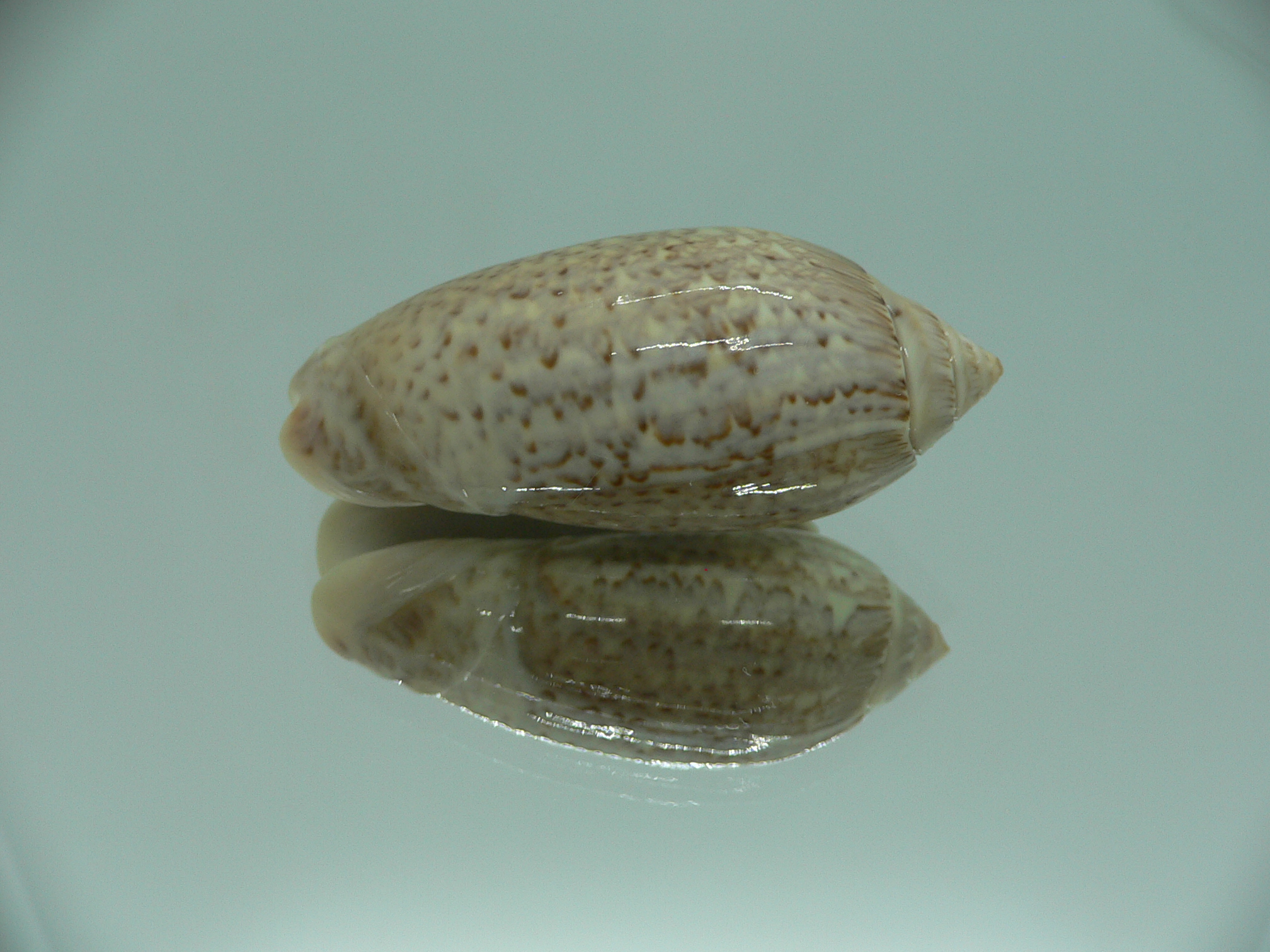 Oliva spicata f. rejecta IDEAL & RARE