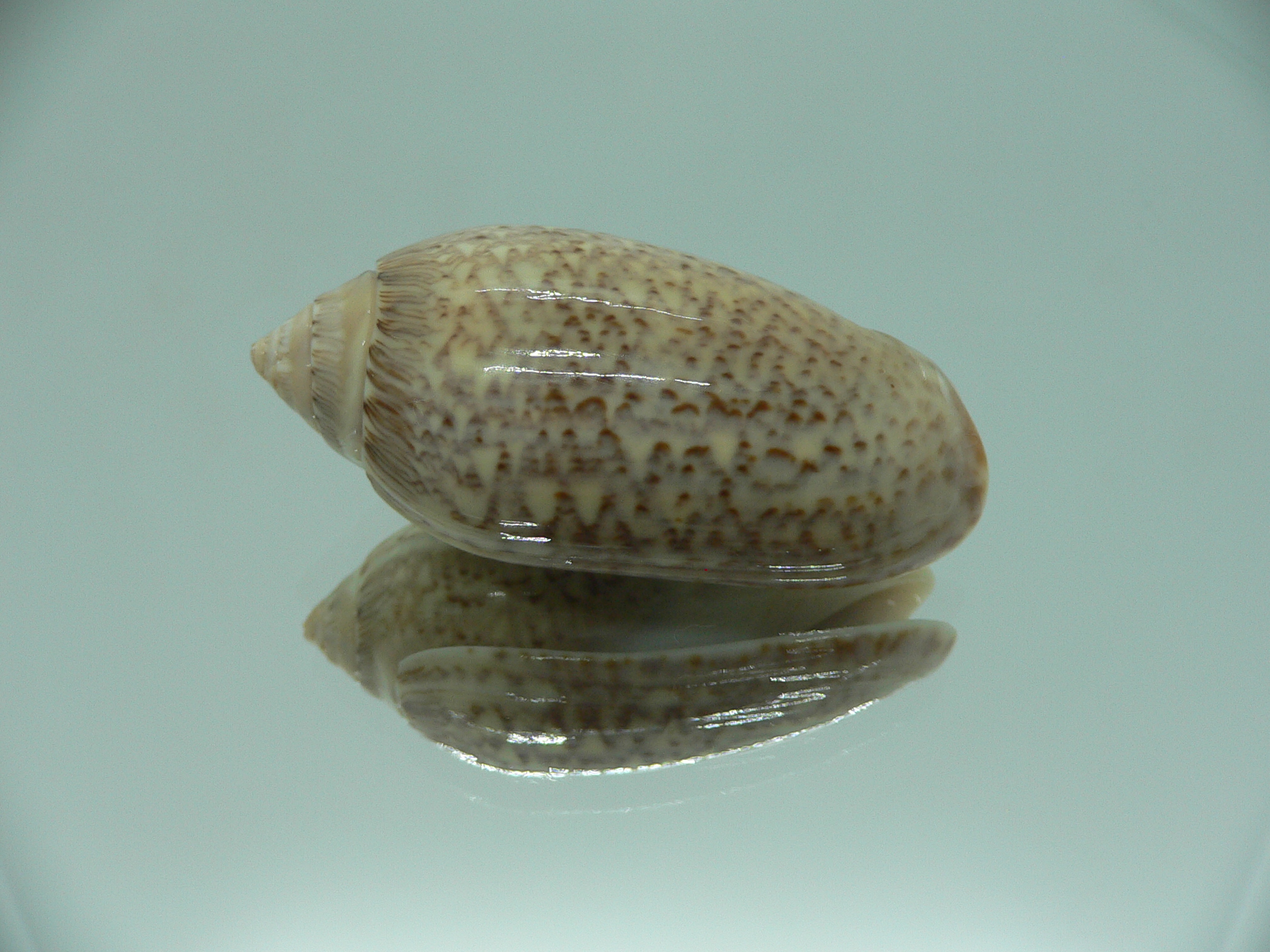 Oliva spicata f. rejecta IDEAL & RARE