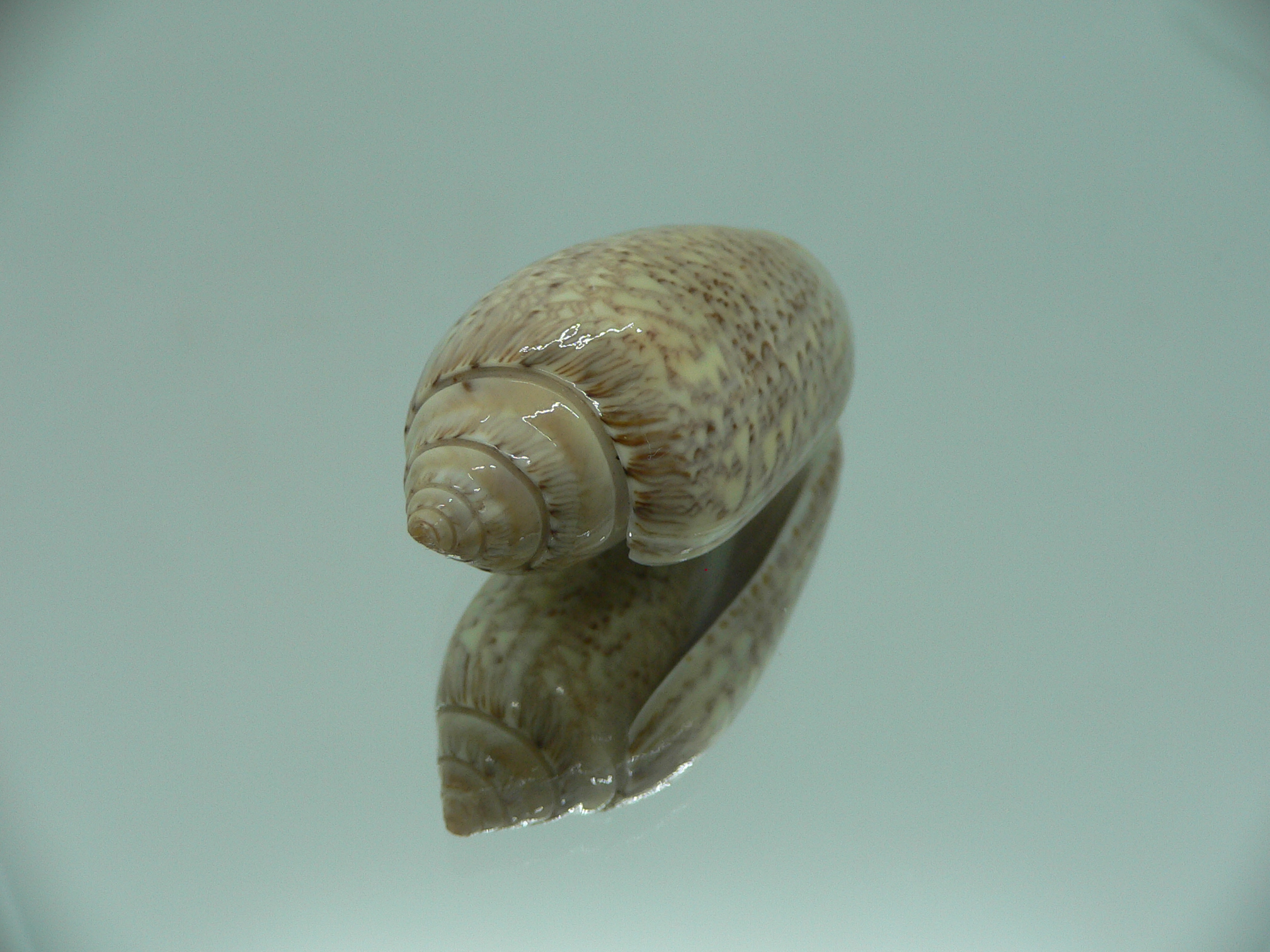 Oliva spicata f. rejecta IDEAL & RARE