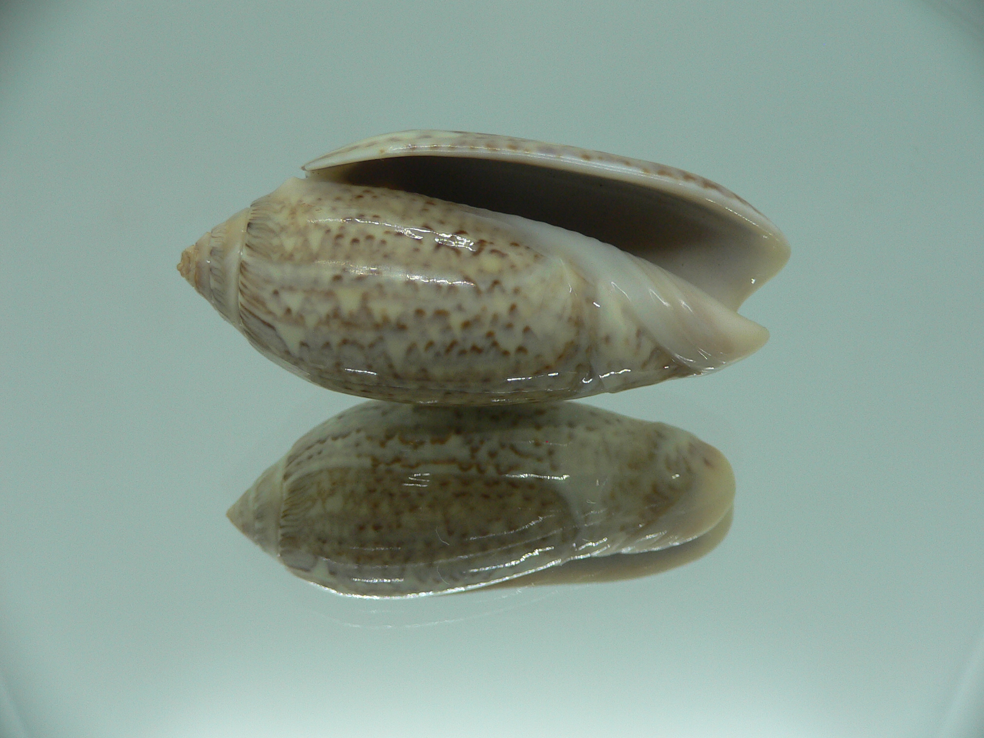 Oliva spicata f. rejecta IDEAL & RARE