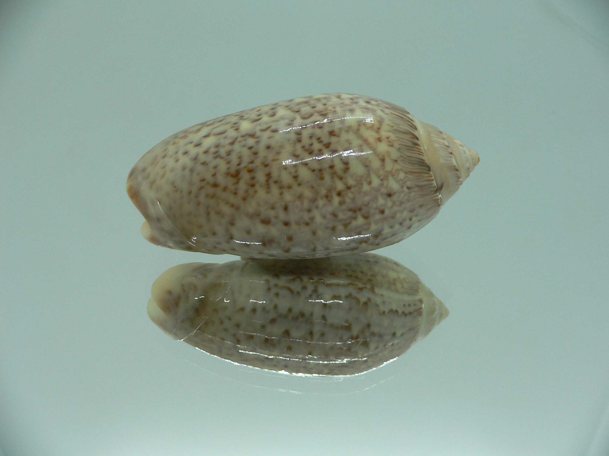 Oliva spicata f. rejecta IDEAL & RARE