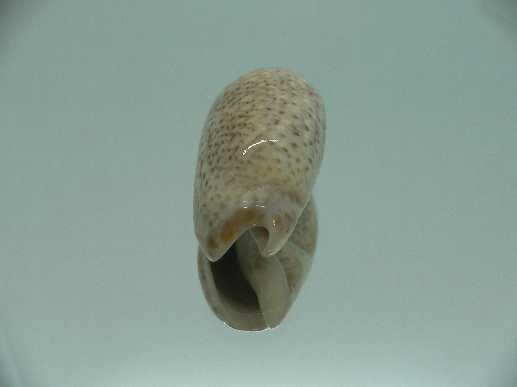 Oliva spicata f. rejecta IDEAL & RARE