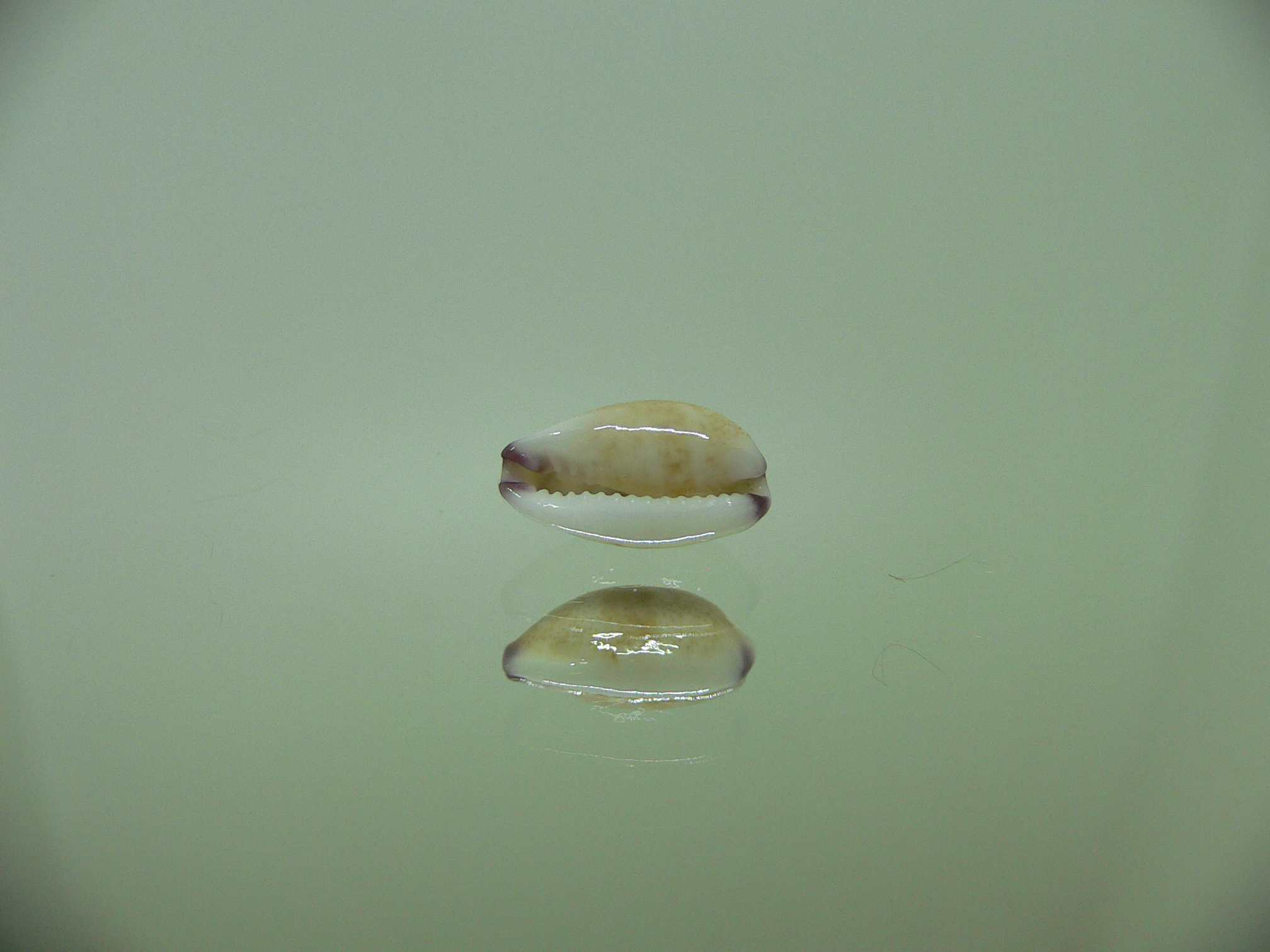 Cypraea fimbriata quasigracilis (var.) DARK SPOTS