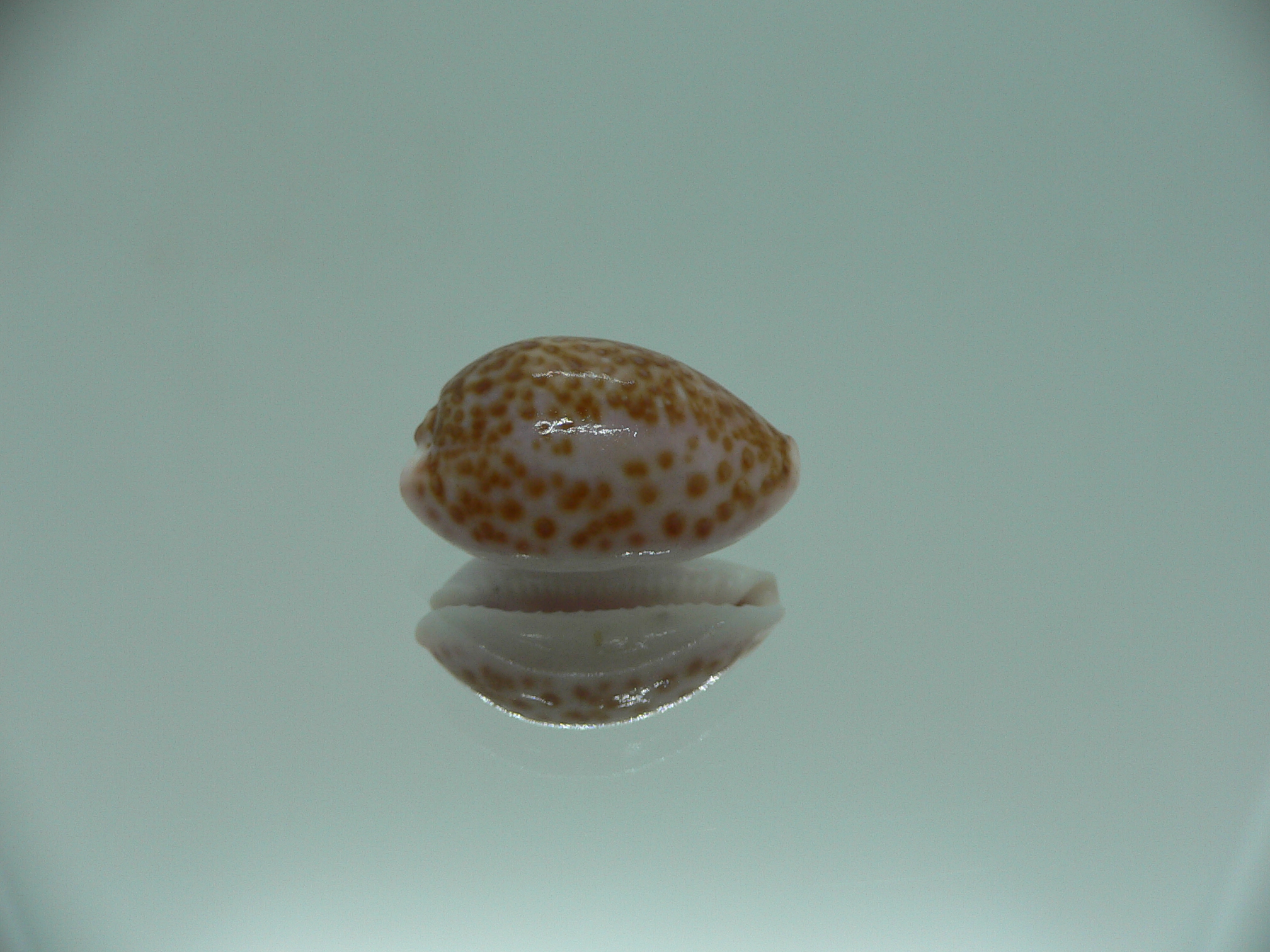Cypraea albuginosa RARE but Fresh dead 1