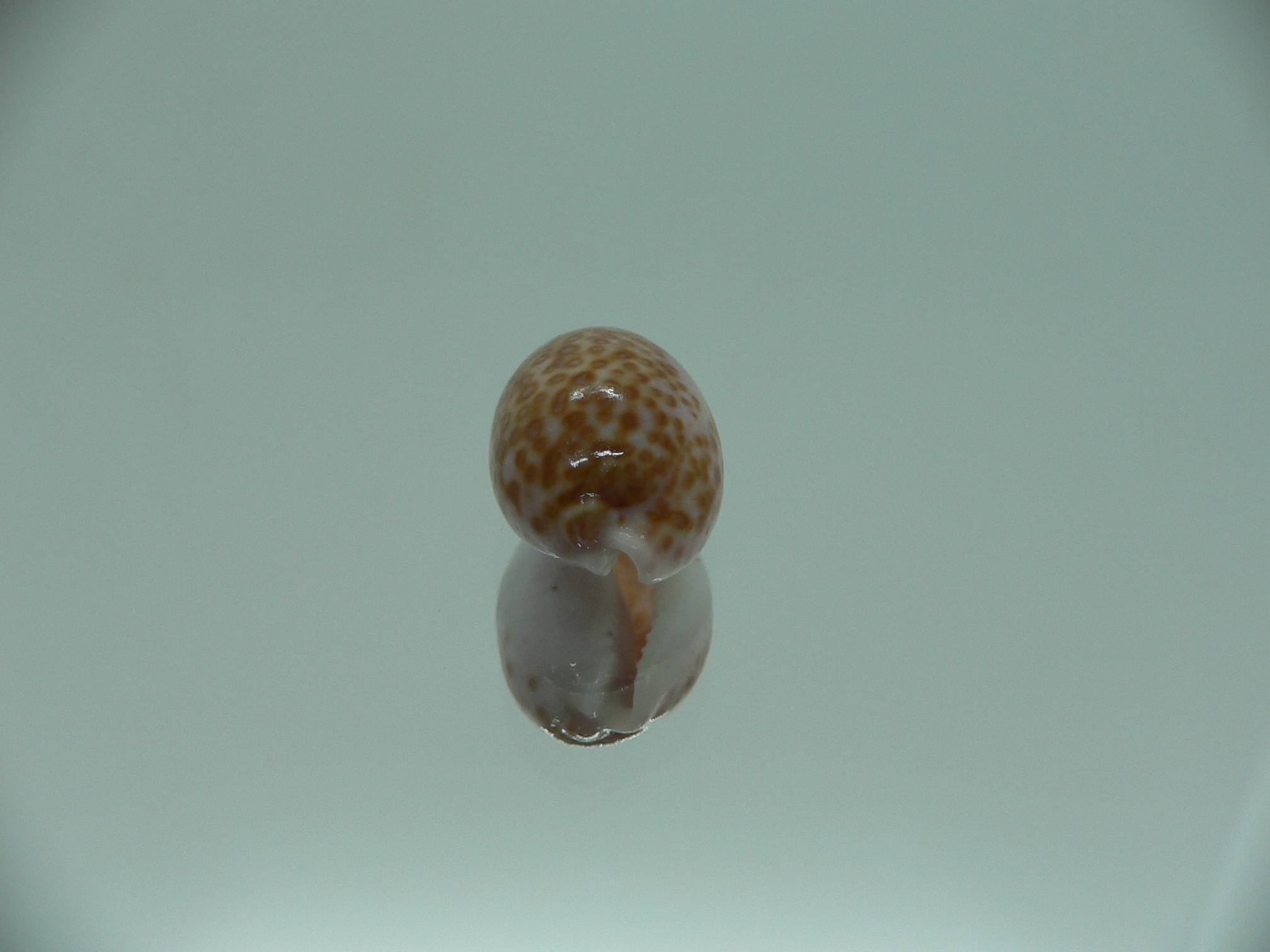 Cypraea albuginosa RARE but Fresh dead 1