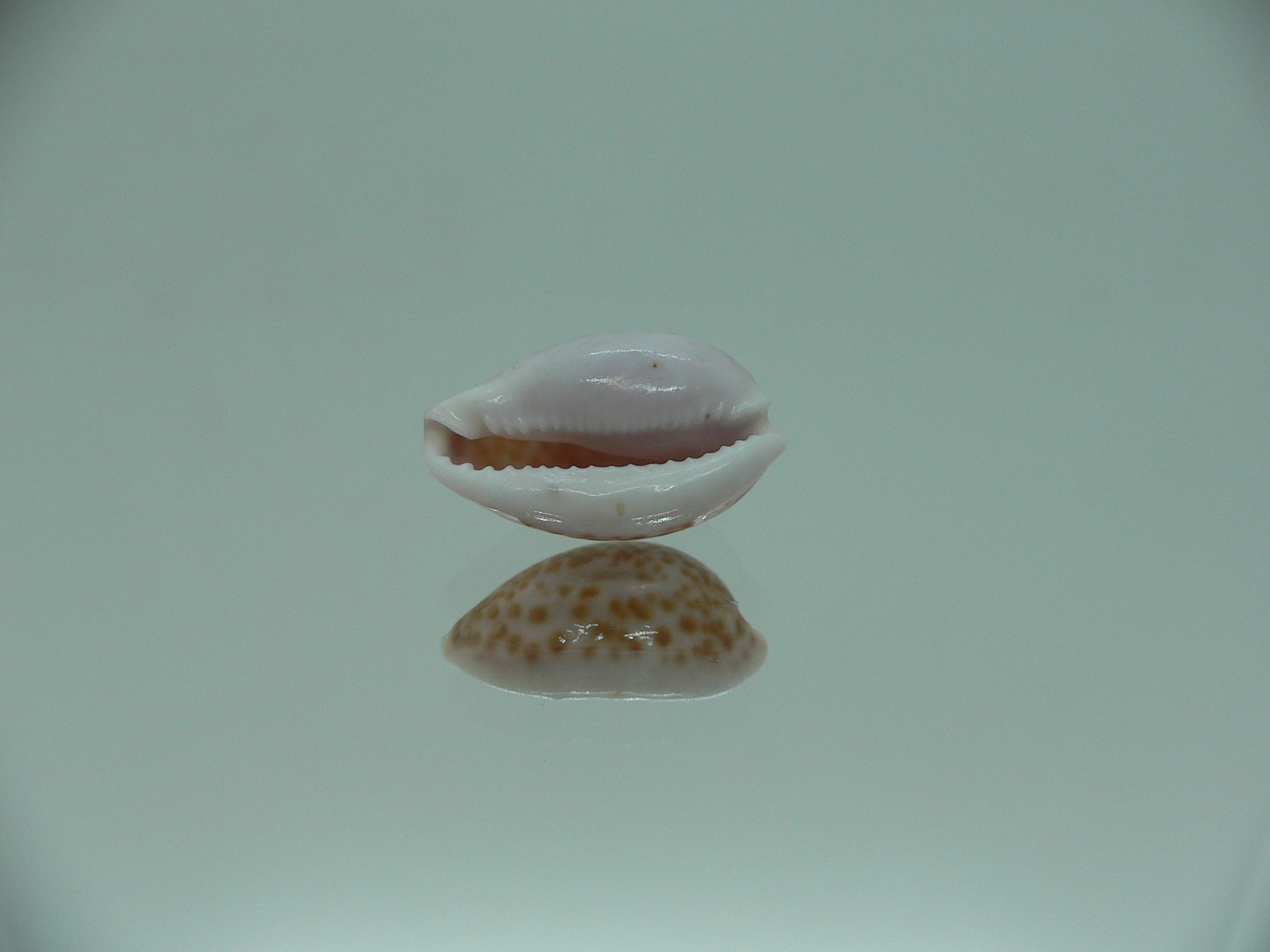 Cypraea albuginosa RARE but Fresh dead 1