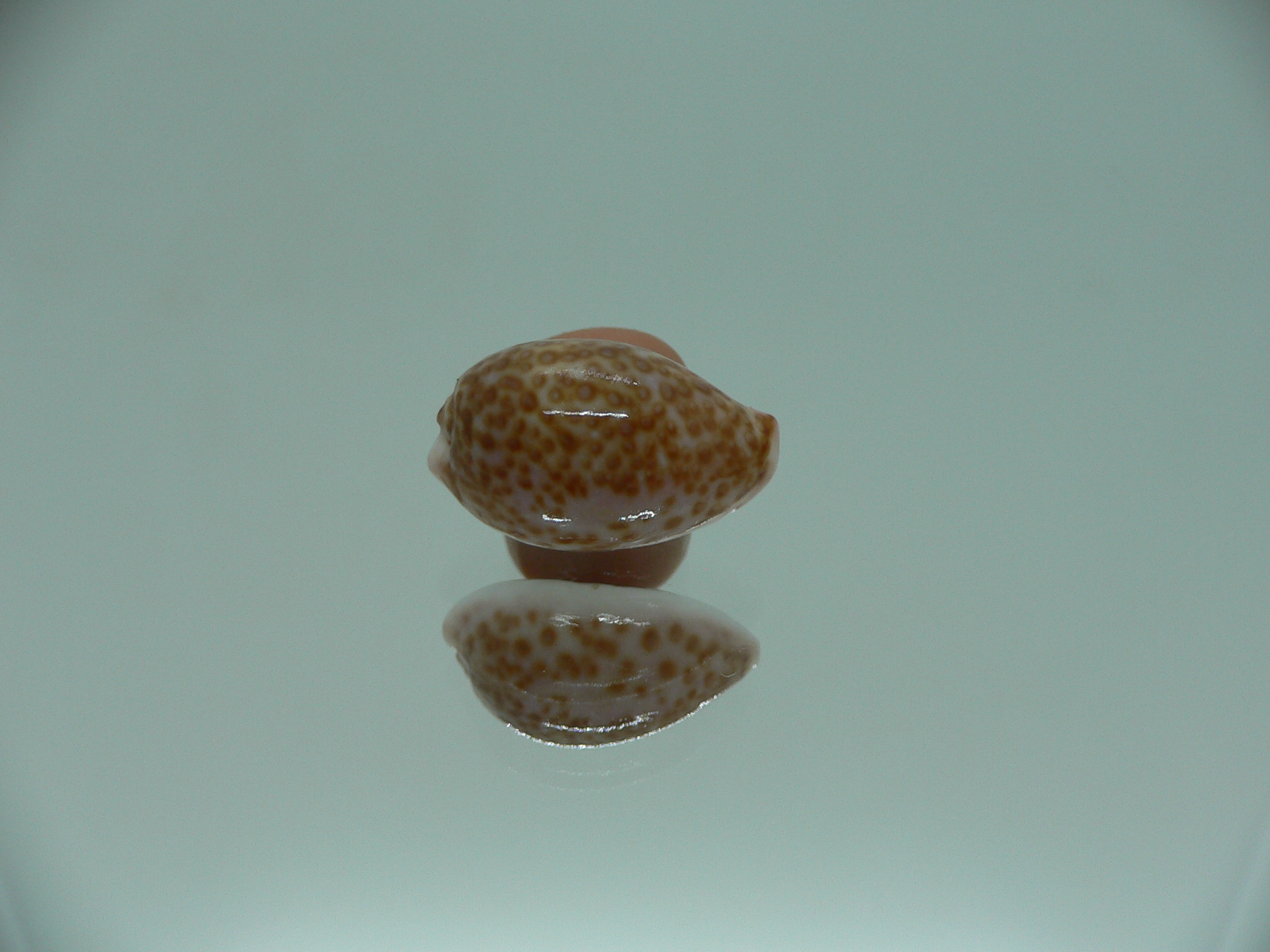 Cypraea albuginosa RARE but Fresh dead 1