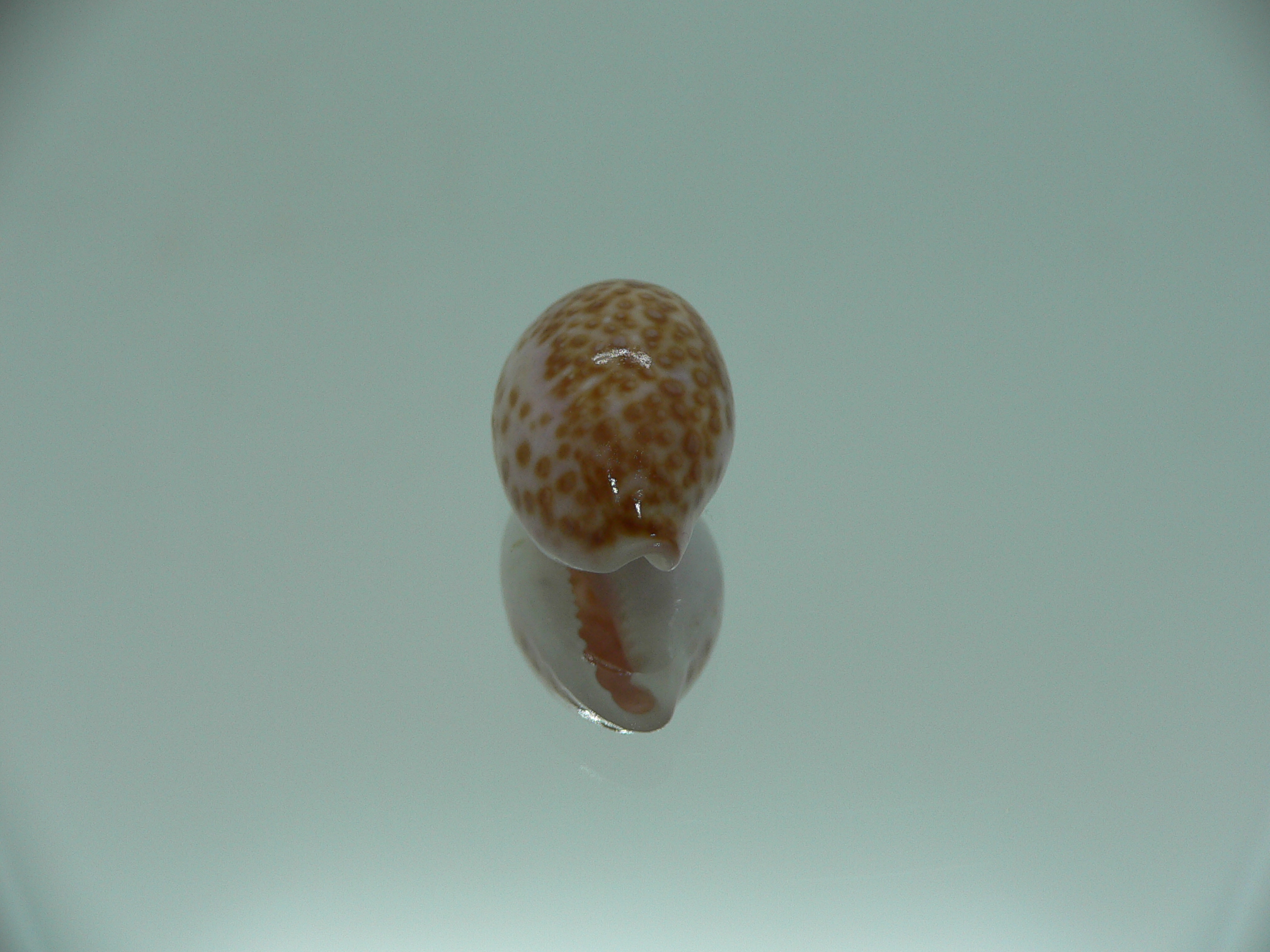 Cypraea albuginosa RARE but Fresh dead 1