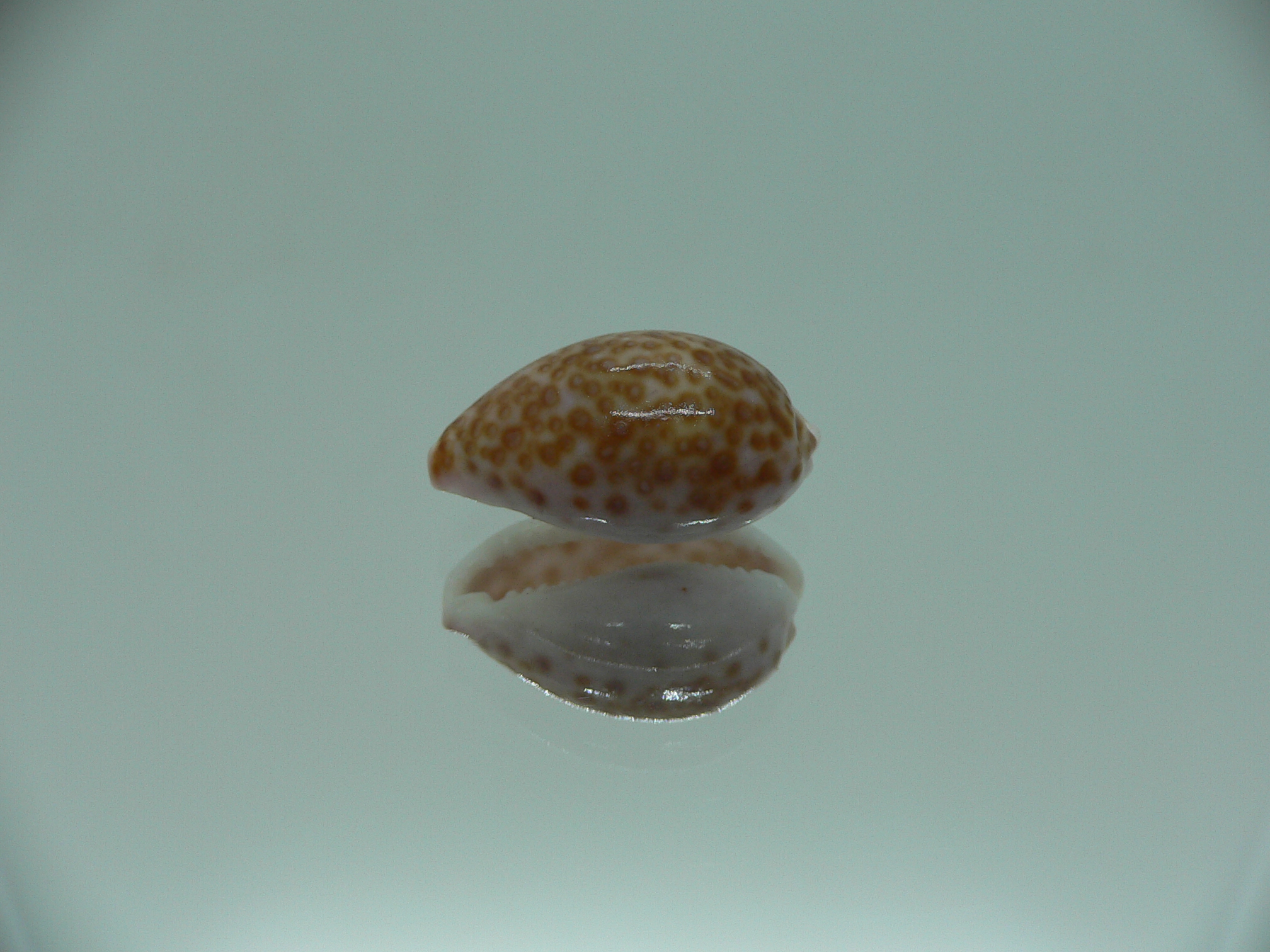 Cypraea albuginosa RARE but Fresh dead 1