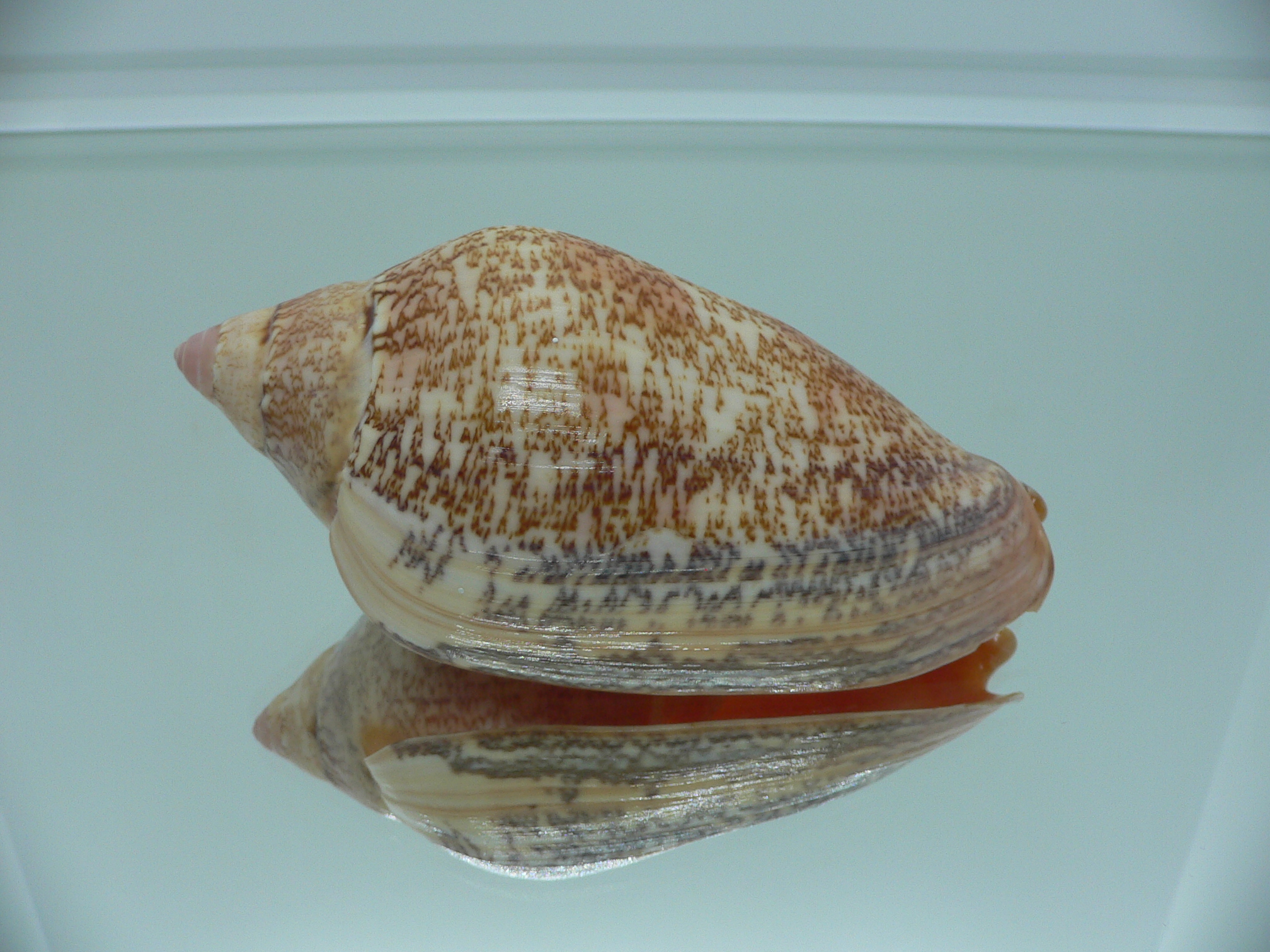 Amoria exoptanda BIG ENDEMIC