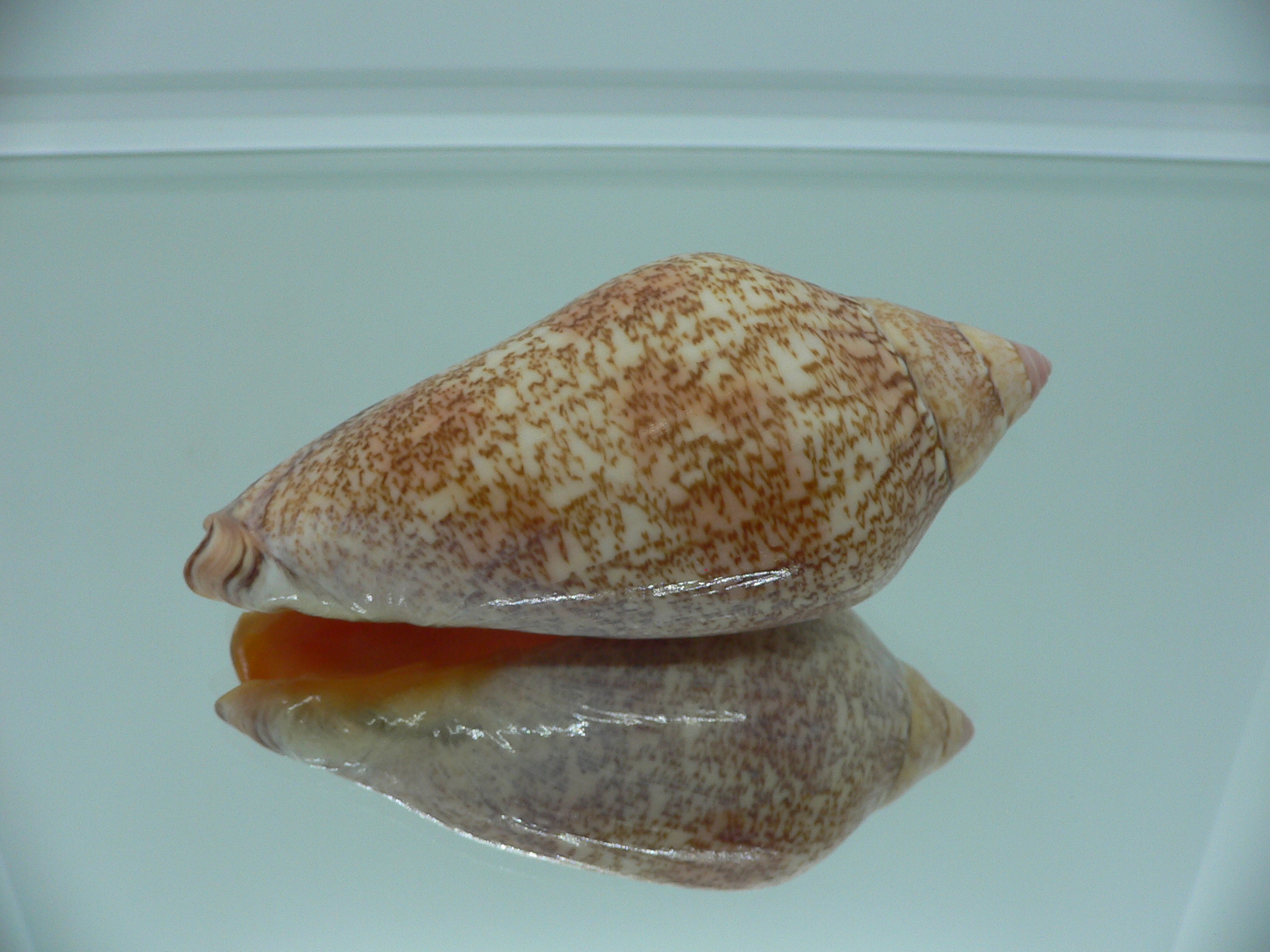 Amoria exoptanda BIG ENDEMIC