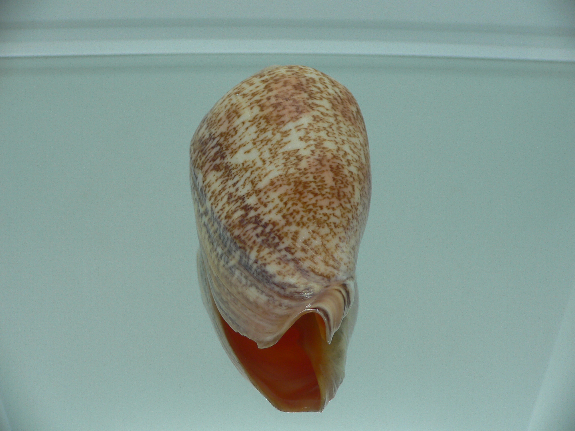 Amoria exoptanda BIG ENDEMIC