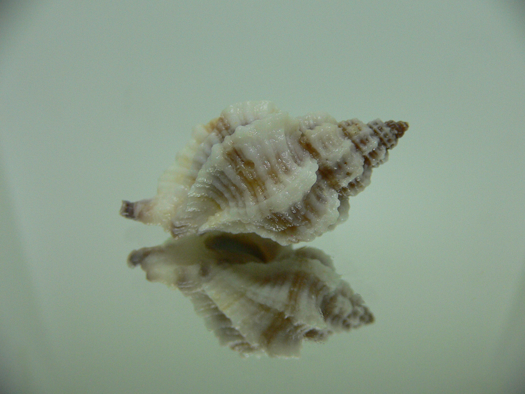 Ocinebrellus lumarius GIANT ENDEMIC