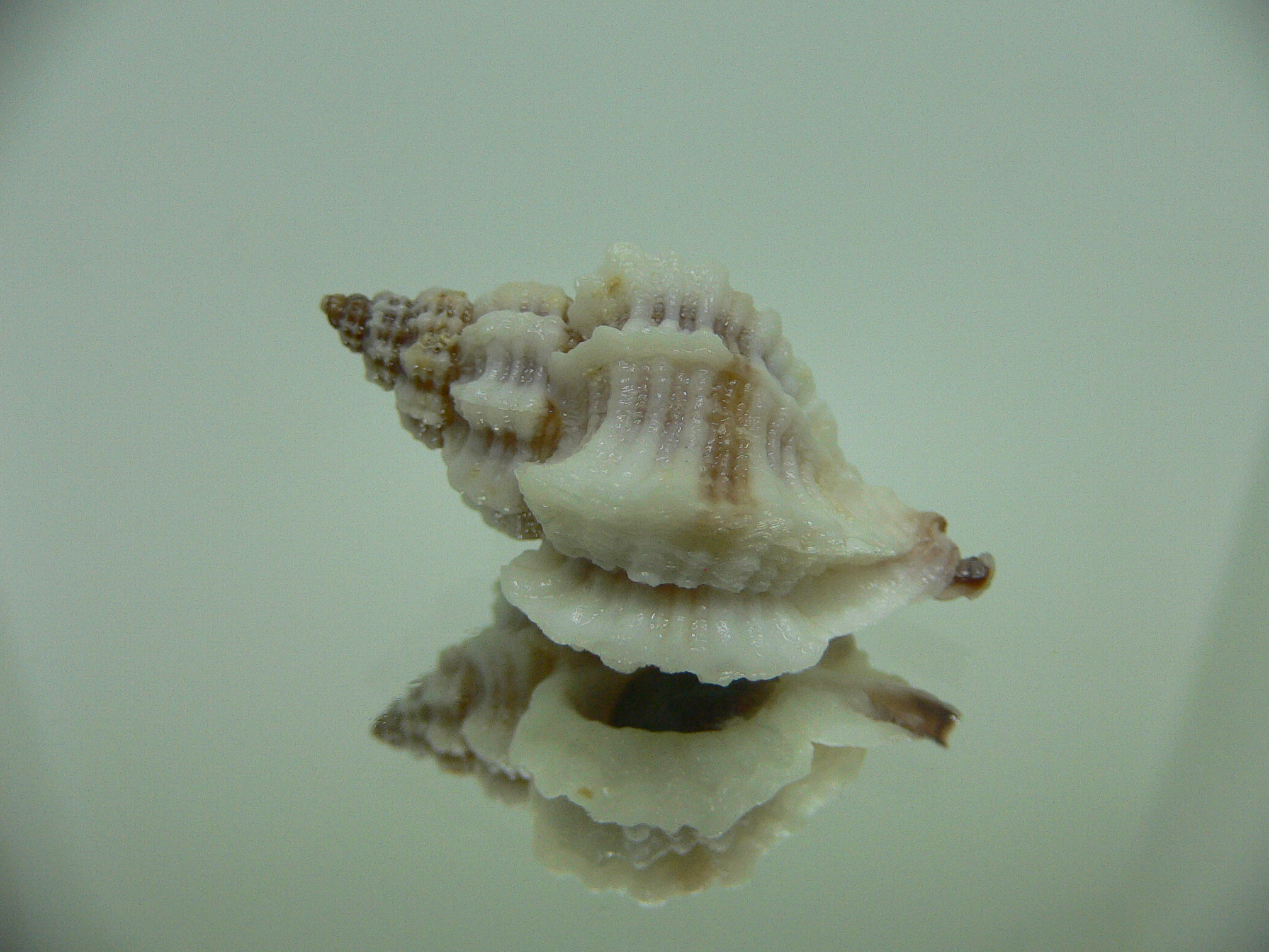 Ocinebrellus lumarius GIANT ENDEMIC