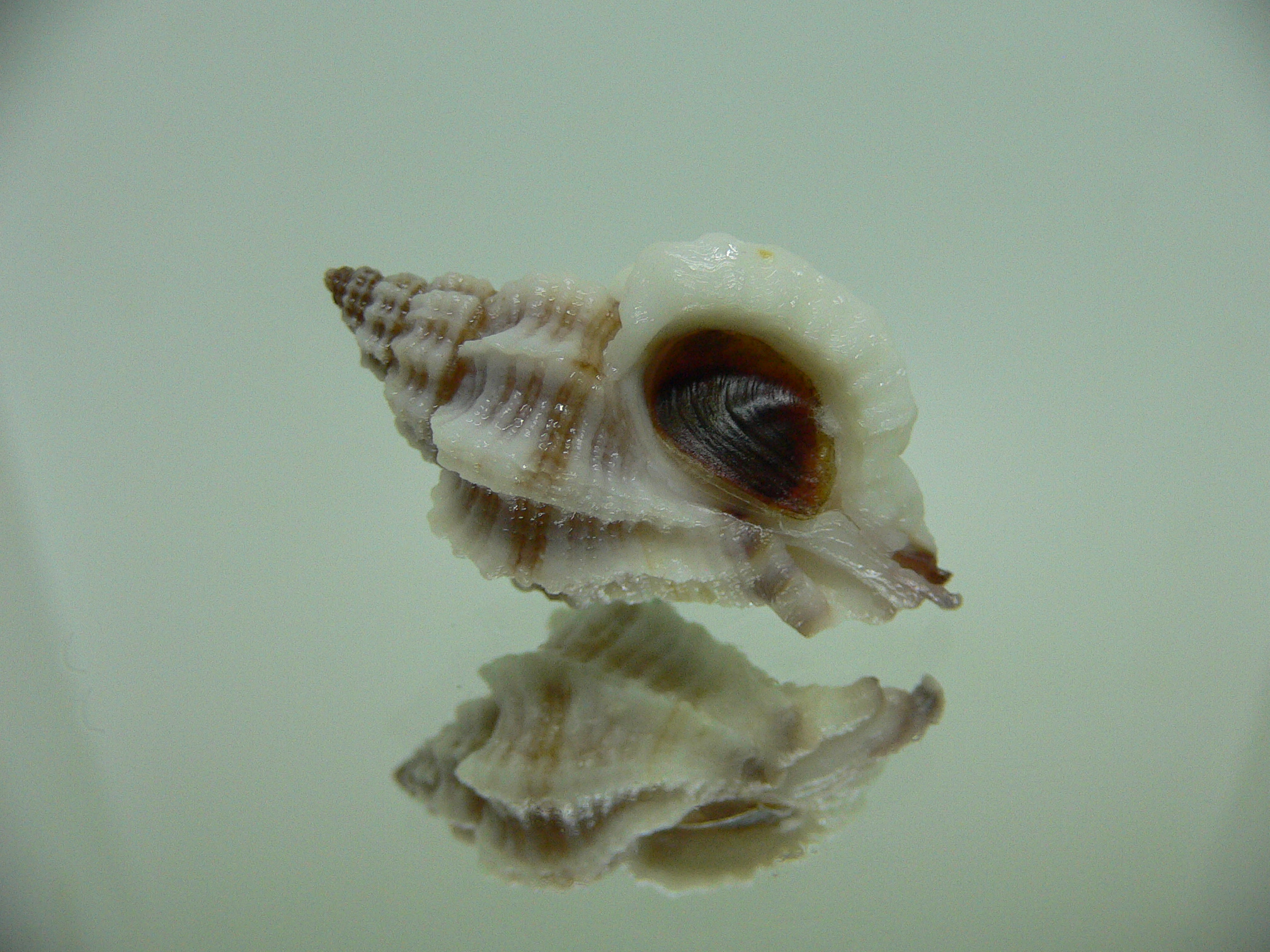 Ocinebrellus lumarius GIANT ENDEMIC