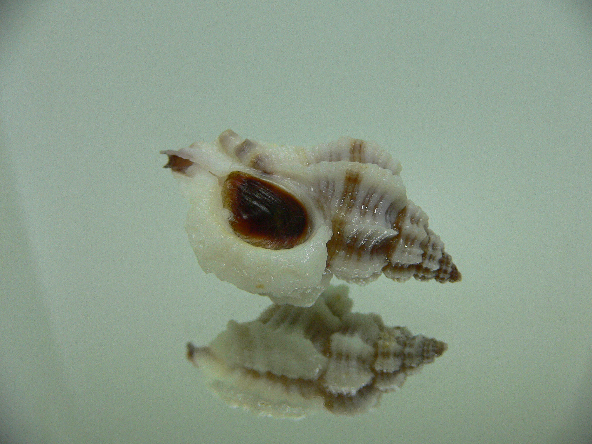 Ocinebrellus lumarius GIANT ENDEMIC