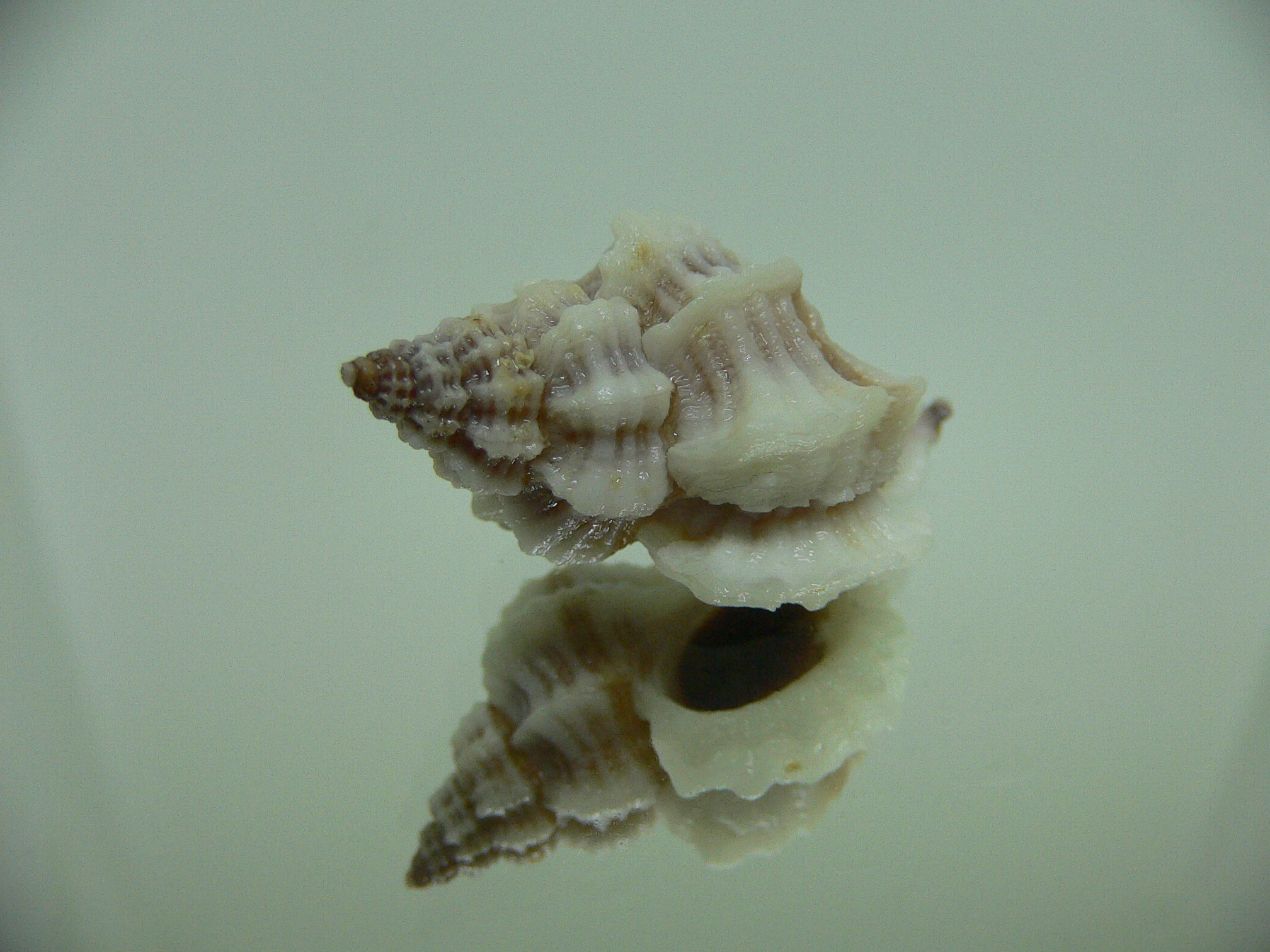 Ocinebrellus lumarius GIANT ENDEMIC