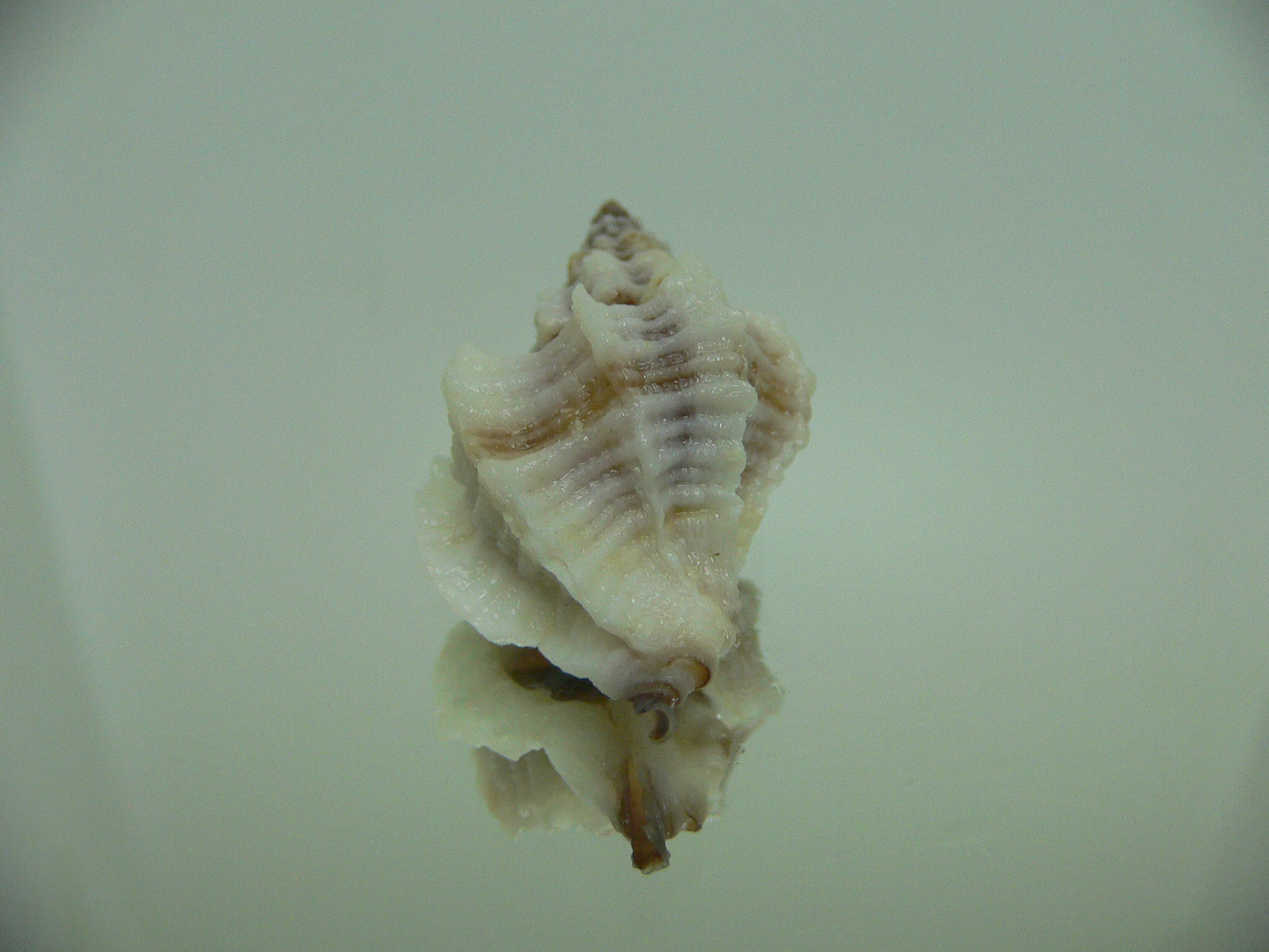 Ocinebrellus lumarius GIANT ENDEMIC