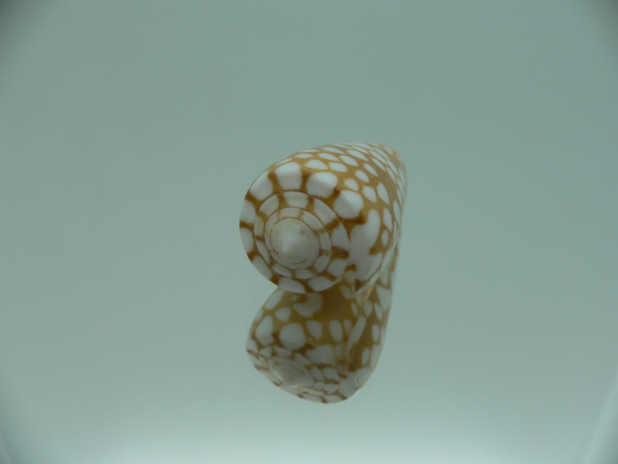 Conus cordigera SUPER