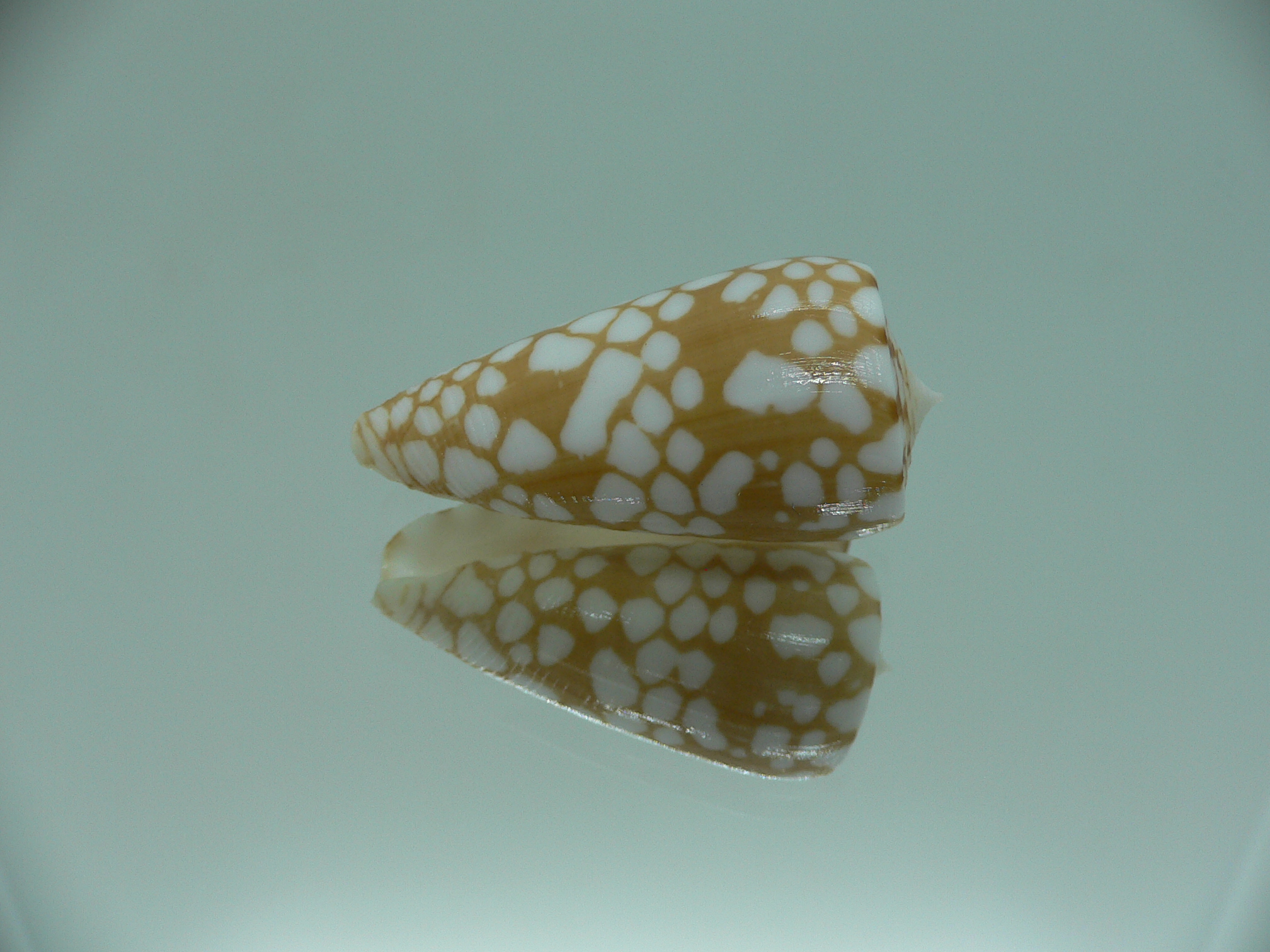 Conus cordigera SUPER