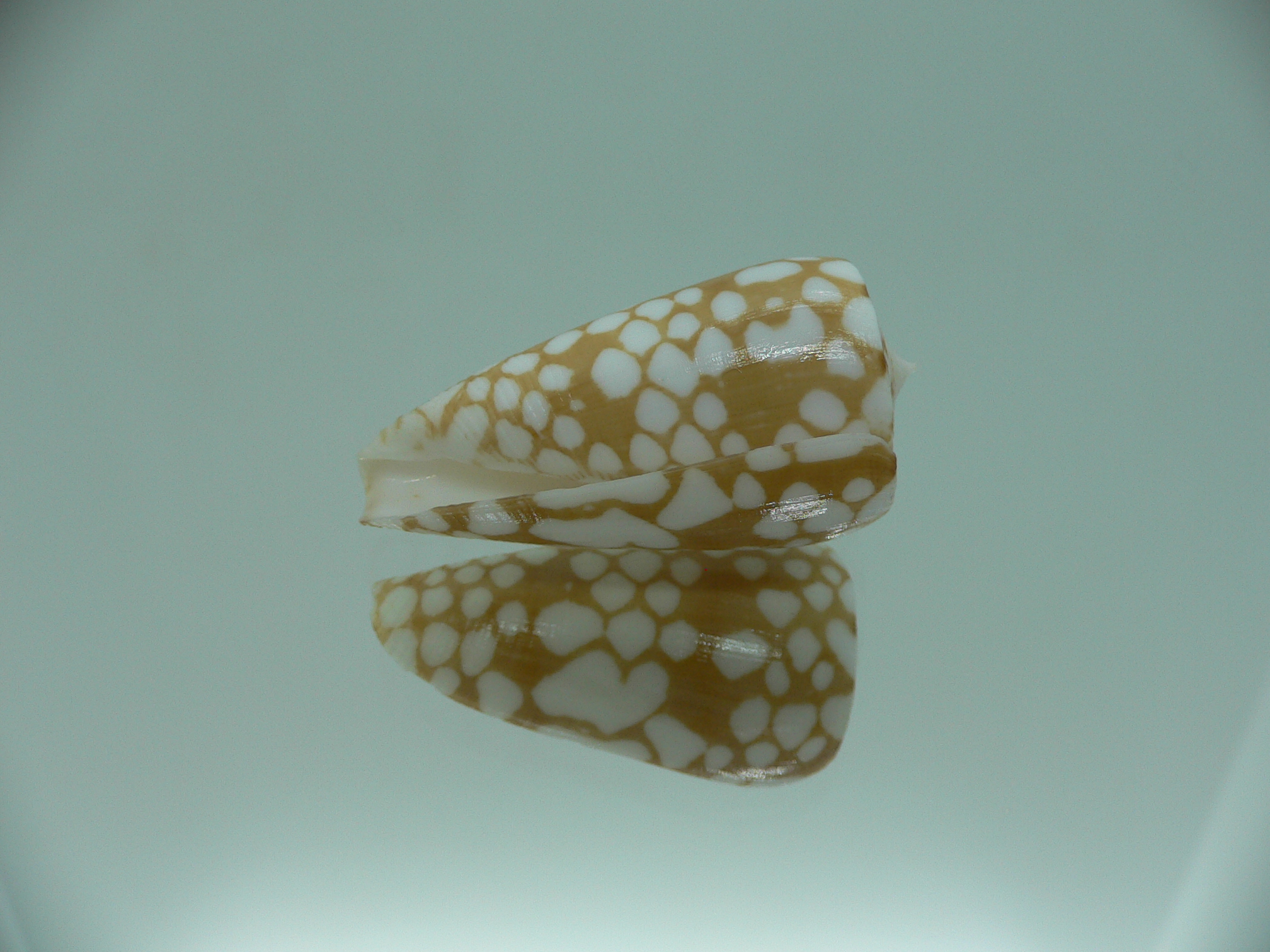 Conus cordigera SUPER