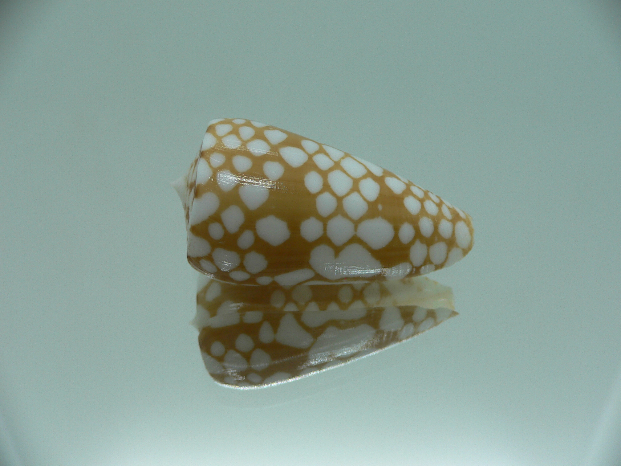 Conus cordigera SUPER