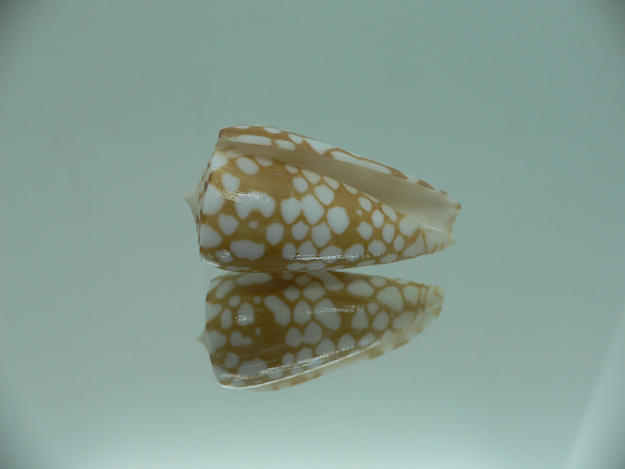 Conus cordigera SUPER