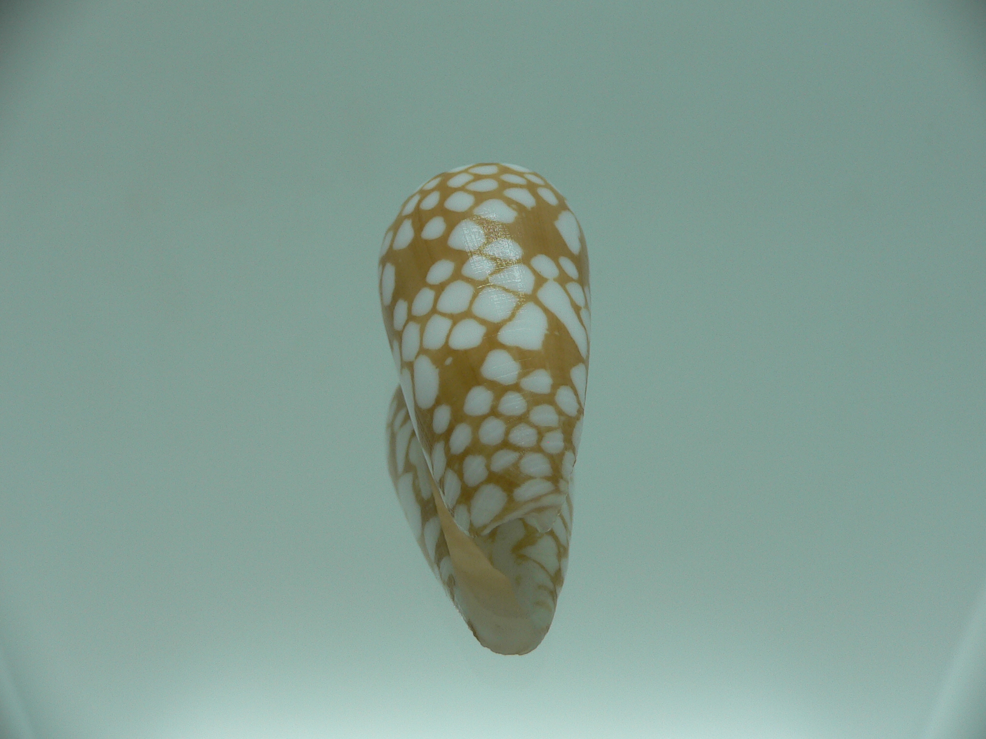 Conus cordigera SUPER