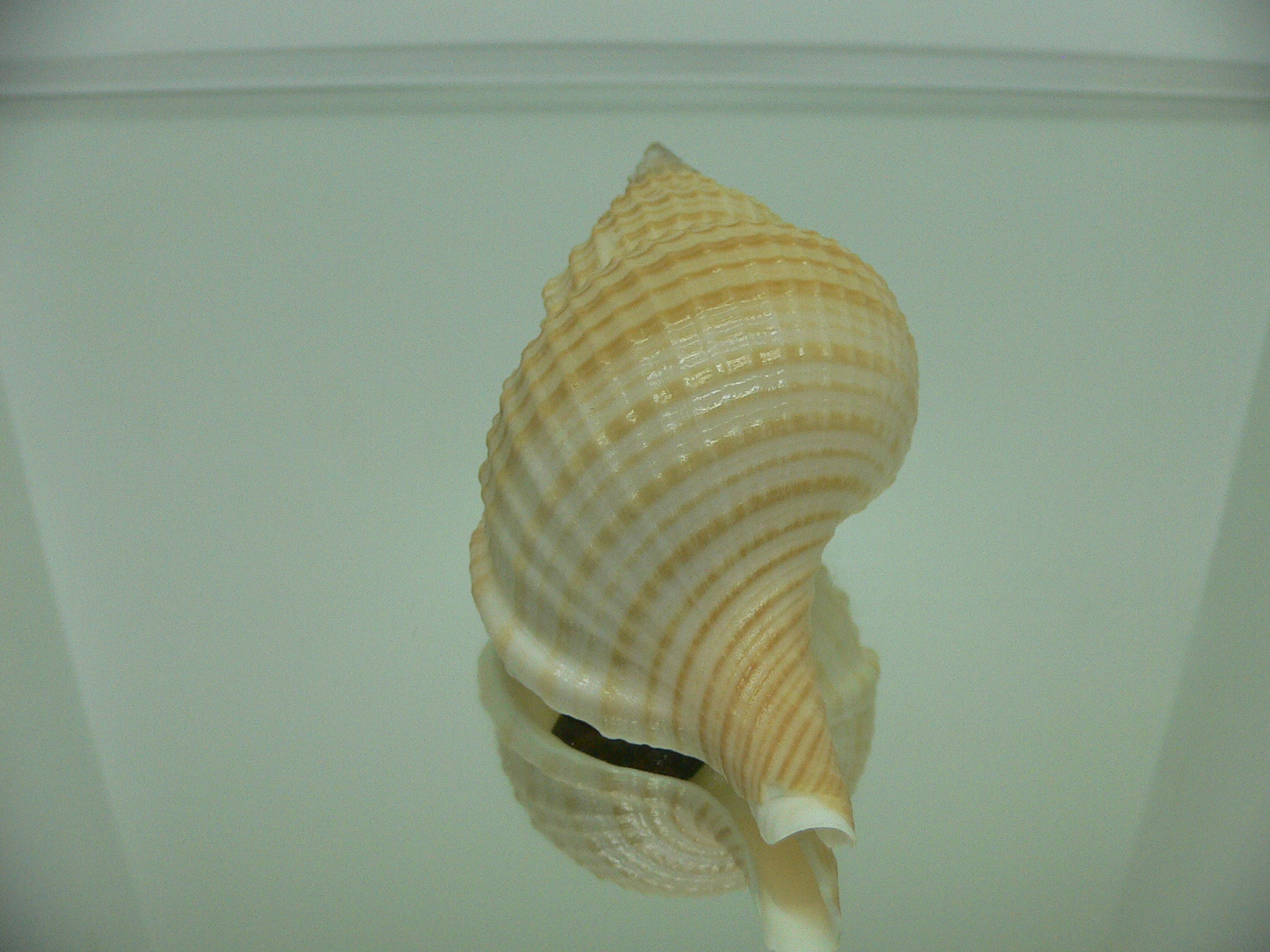Fusitriton galea SUPER COLOR & BIG