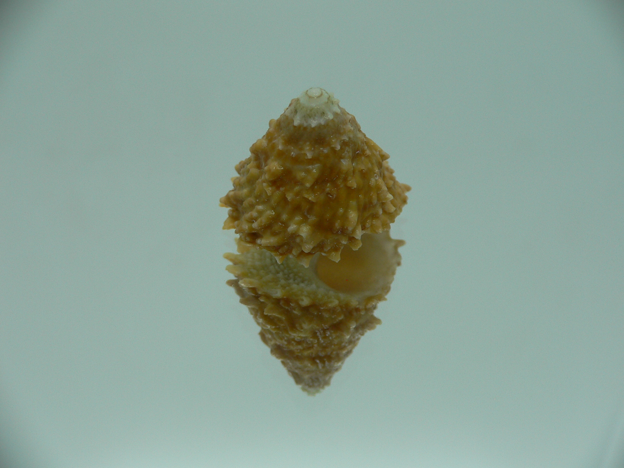 Astralium rhodostomum