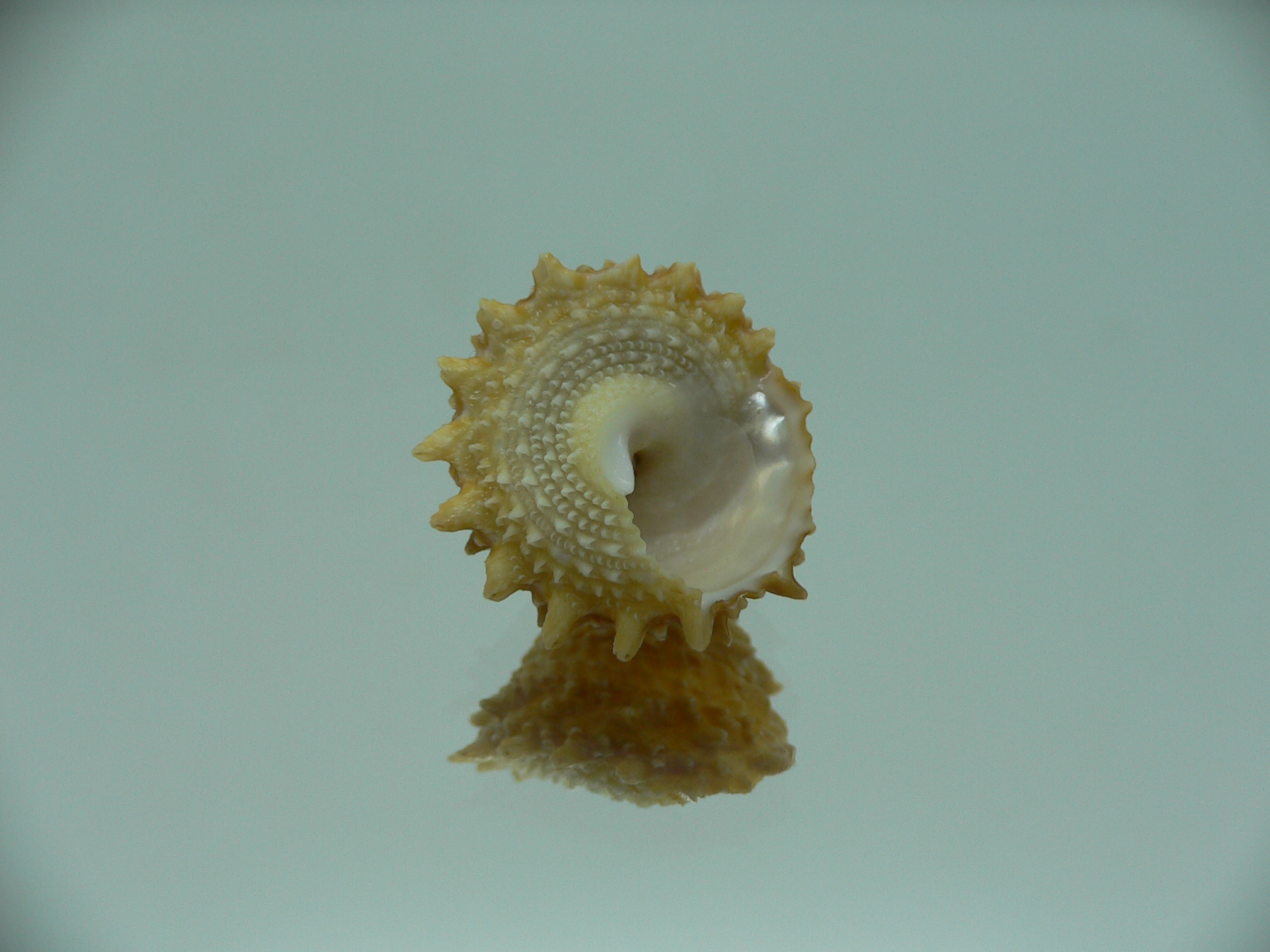 Astralium rhodostomum