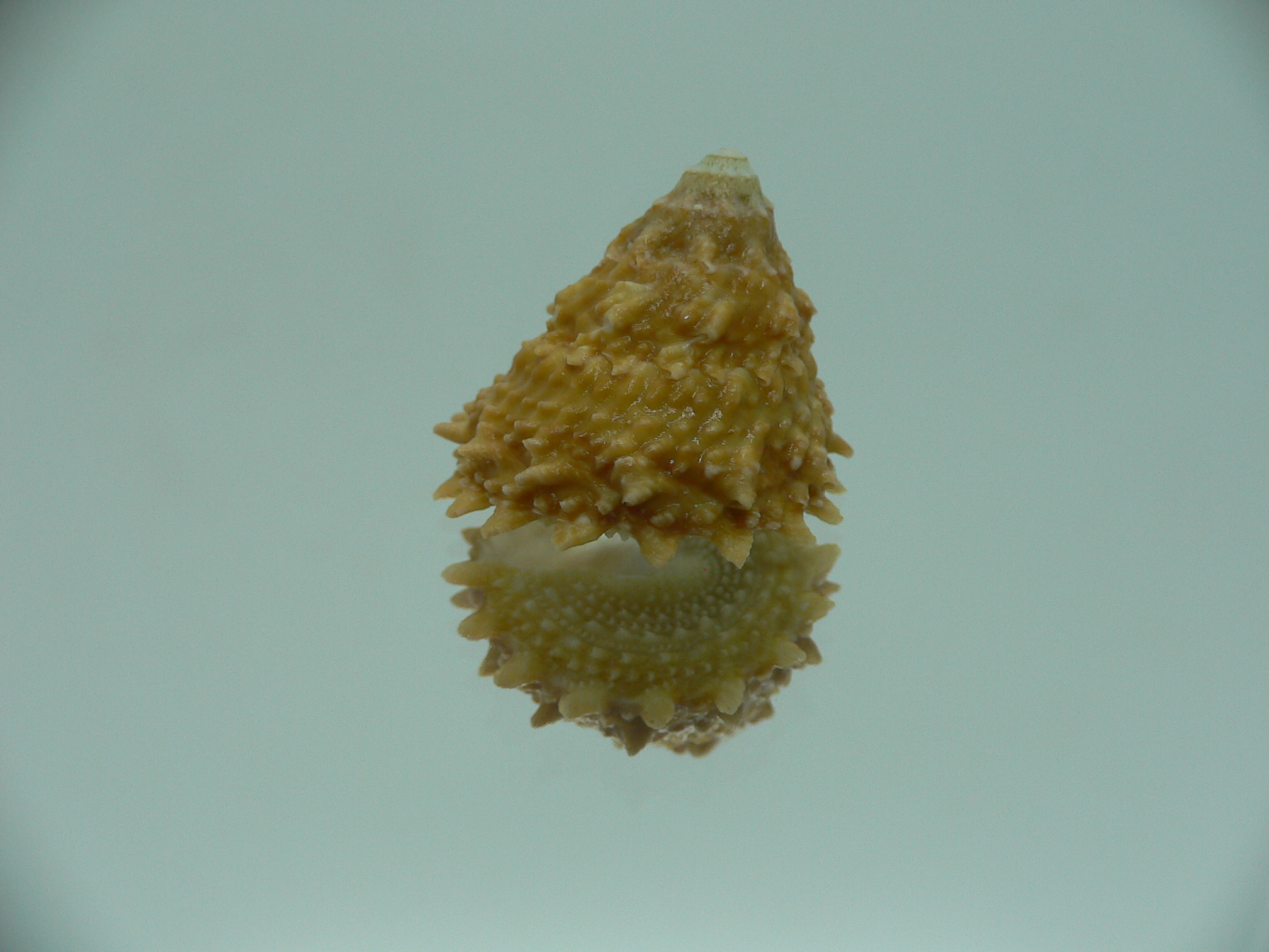Astralium rhodostomum