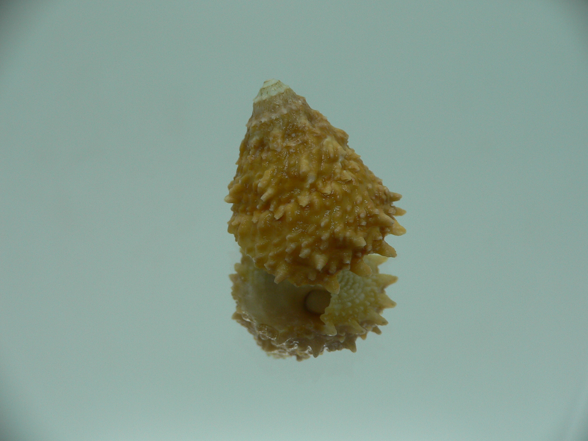 Astralium rhodostomum