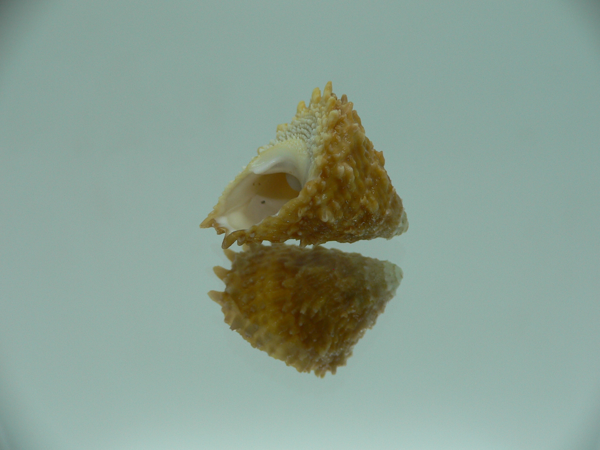 Astralium rhodostomum
