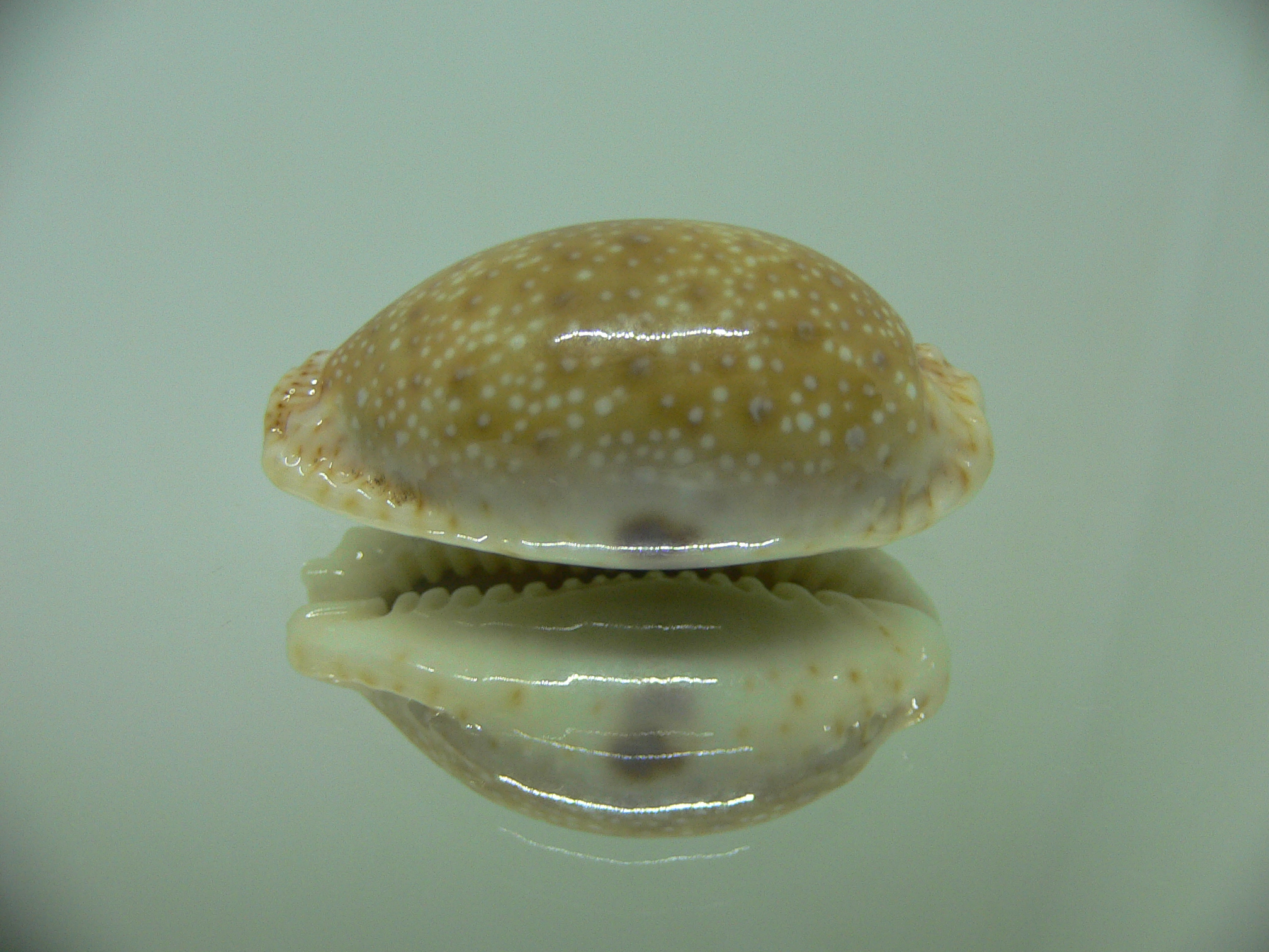 Cypraea erosa chlorizans