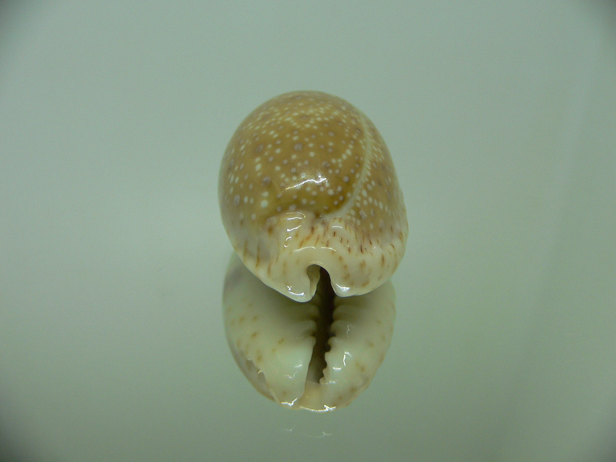 Cypraea erosa chlorizans