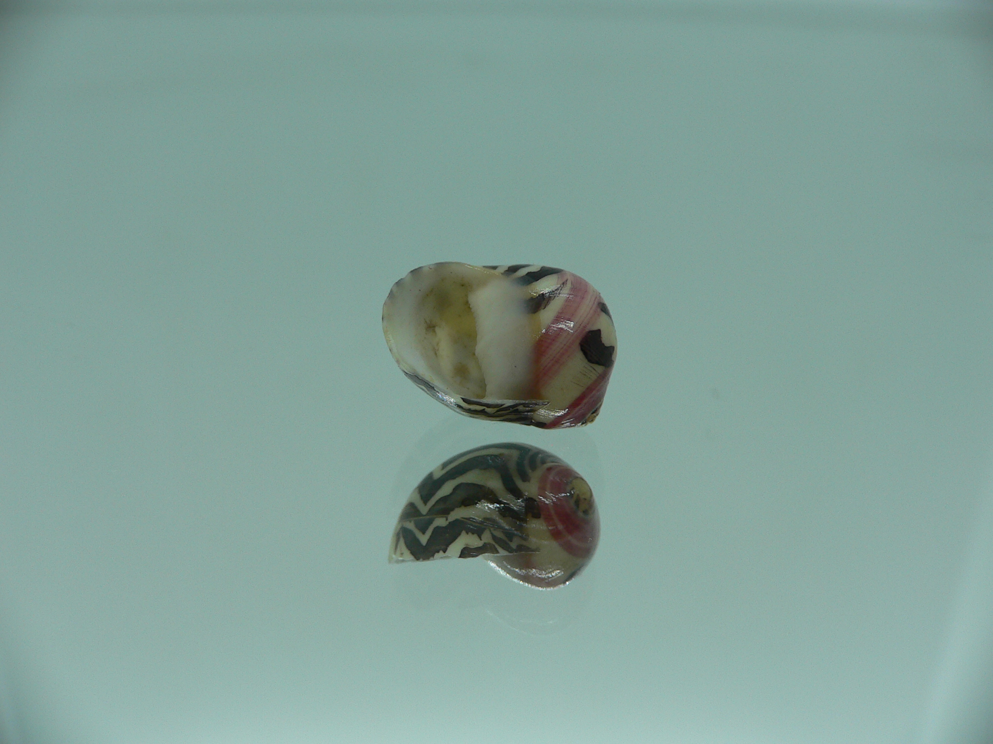 Neritina waigiensis SUPER COLOR