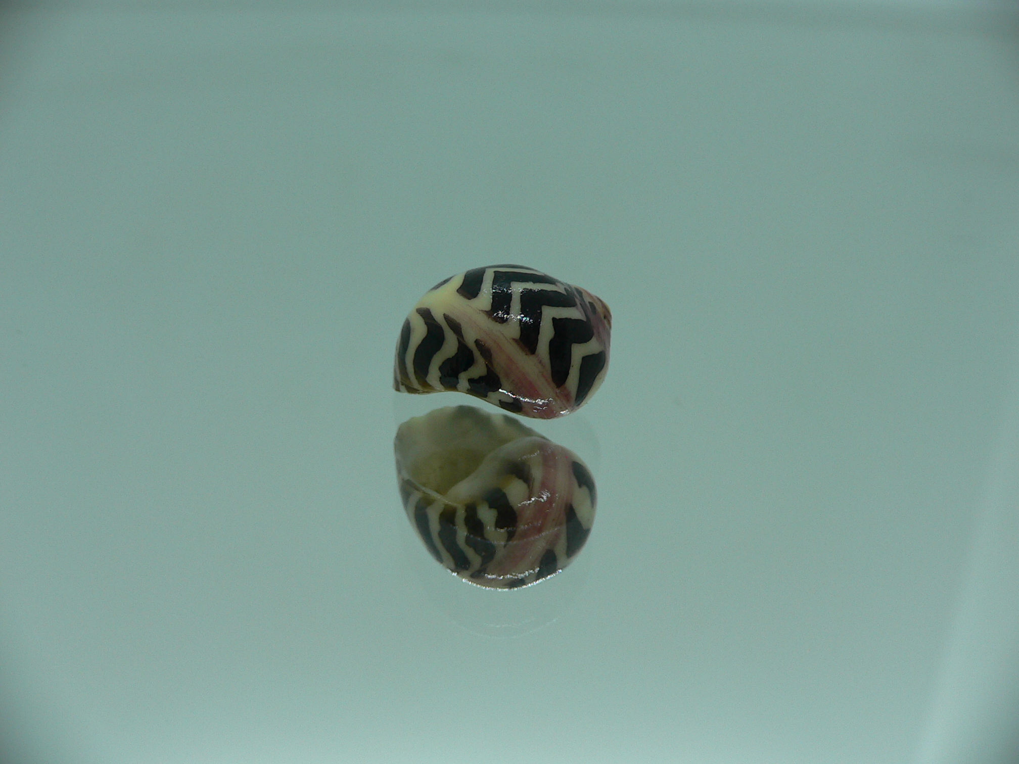 Neritina waigiensis SUPER COLOR