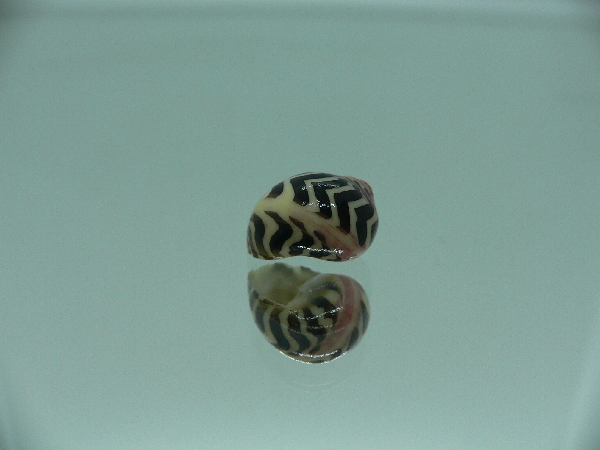 Neritina waigiensis SUPER COLOR