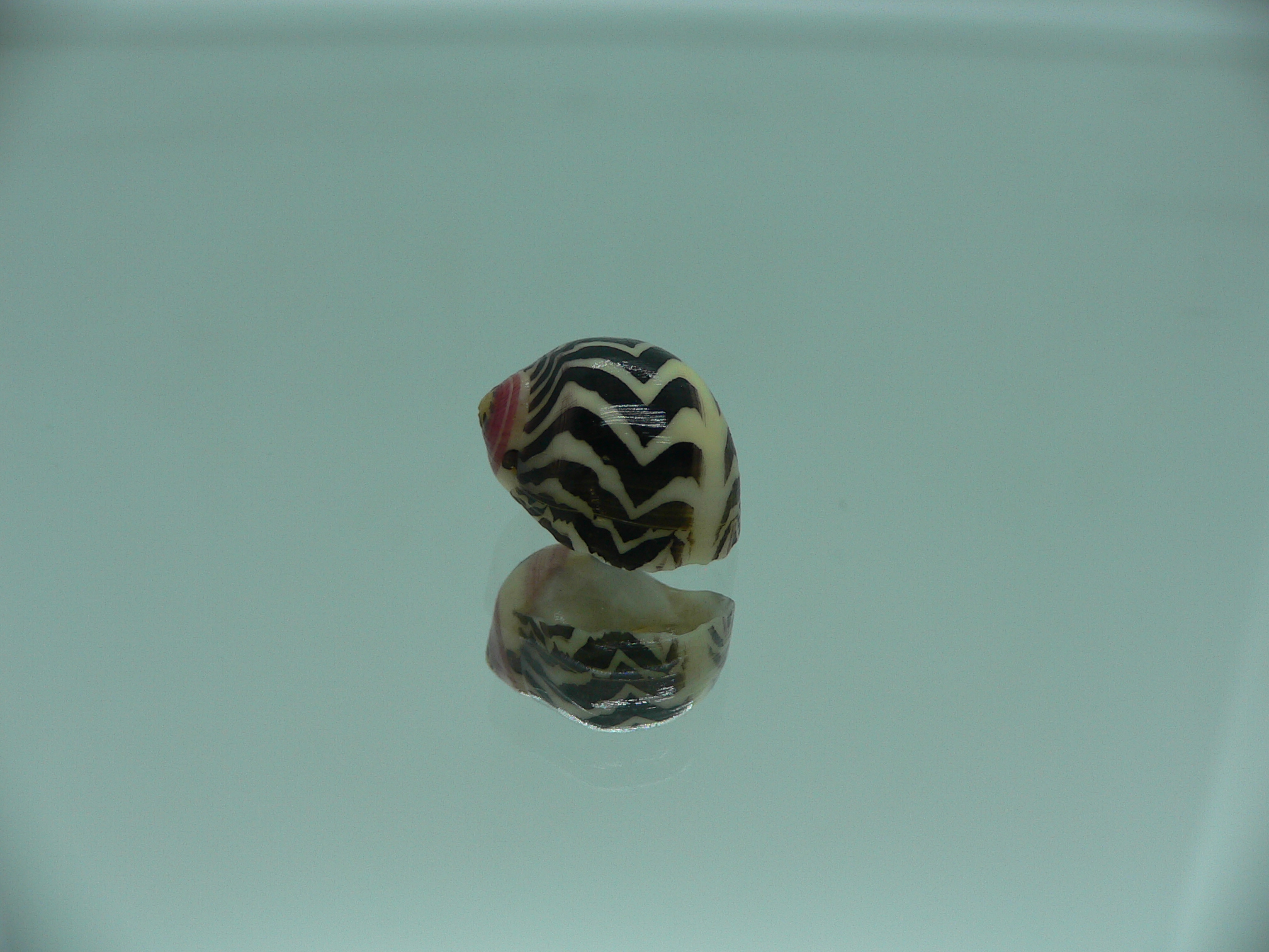 Neritina waigiensis SUPER COLOR