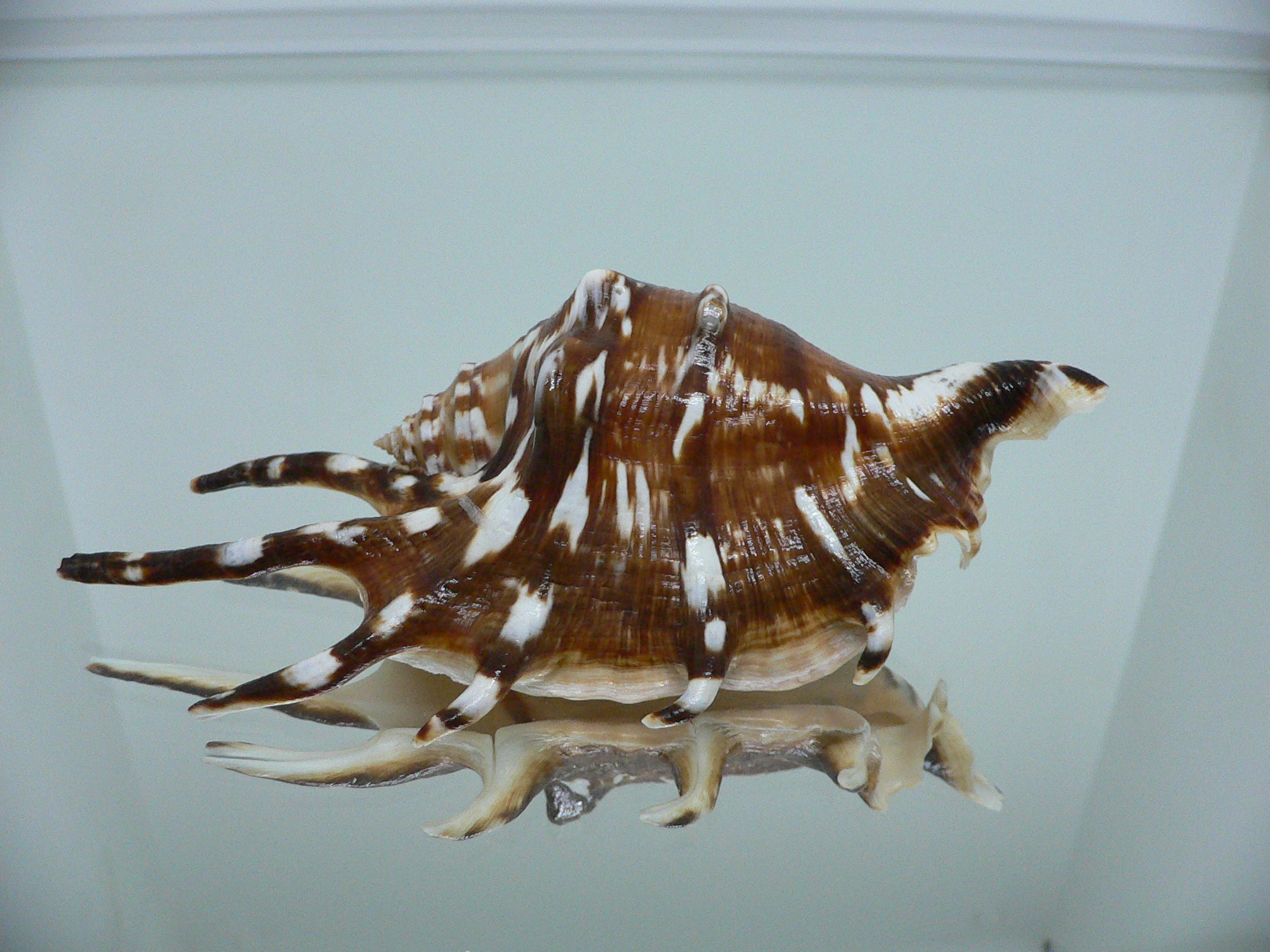 Lambis lambis SUPER DARK