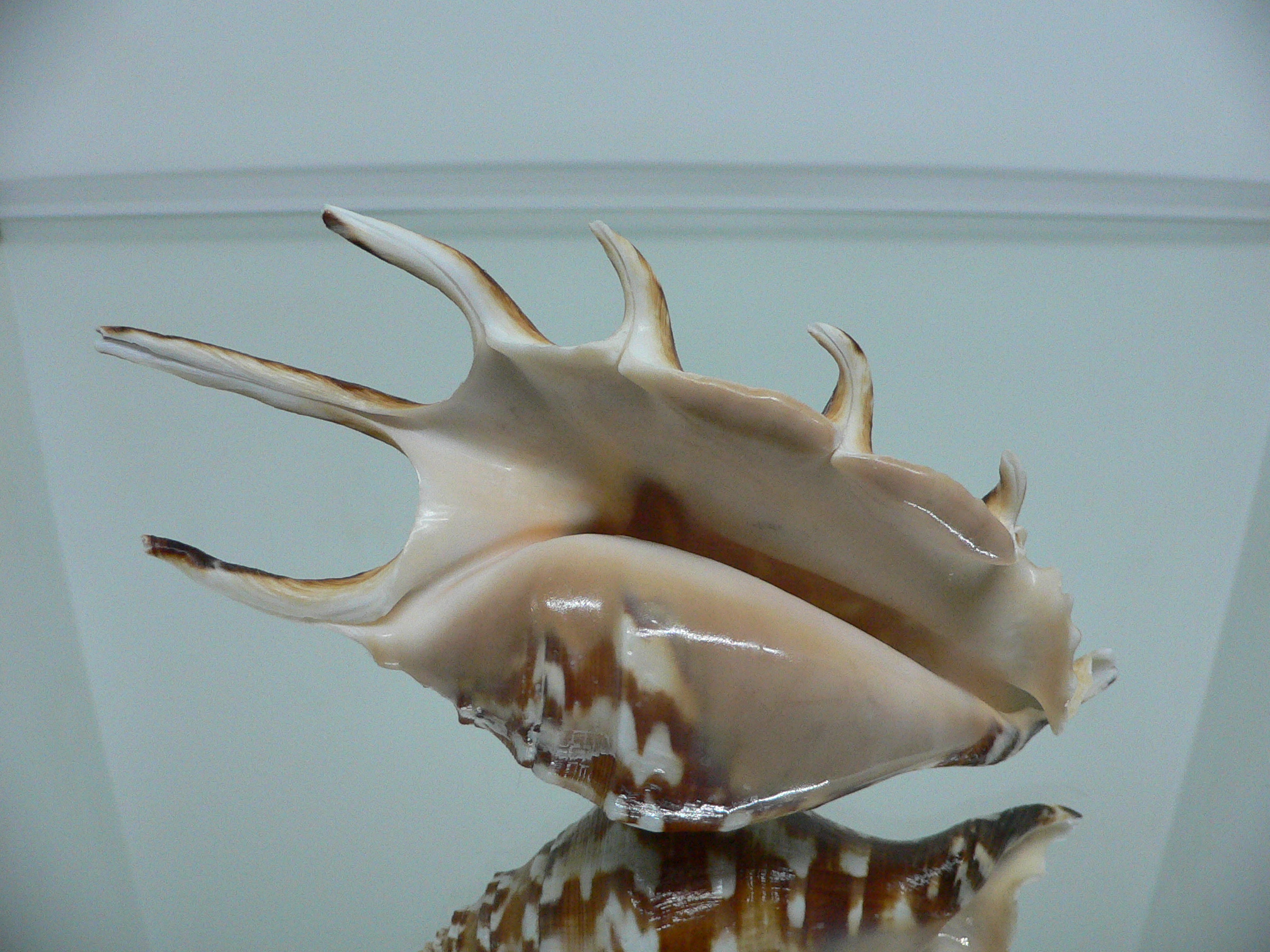 Lambis lambis SUPER DARK