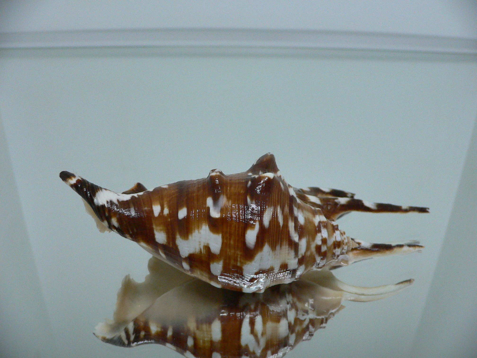 Lambis lambis SUPER DARK