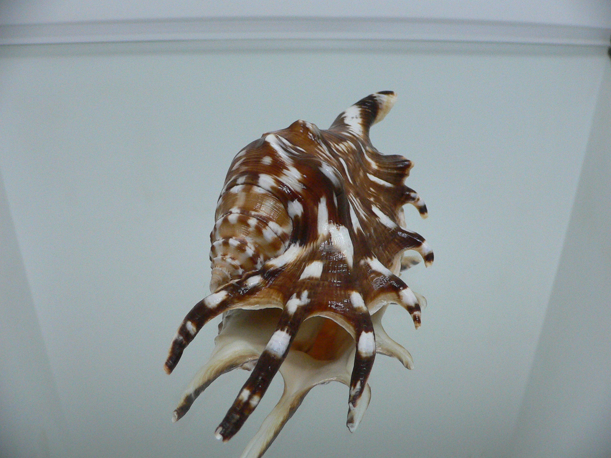 Lambis lambis SUPER DARK