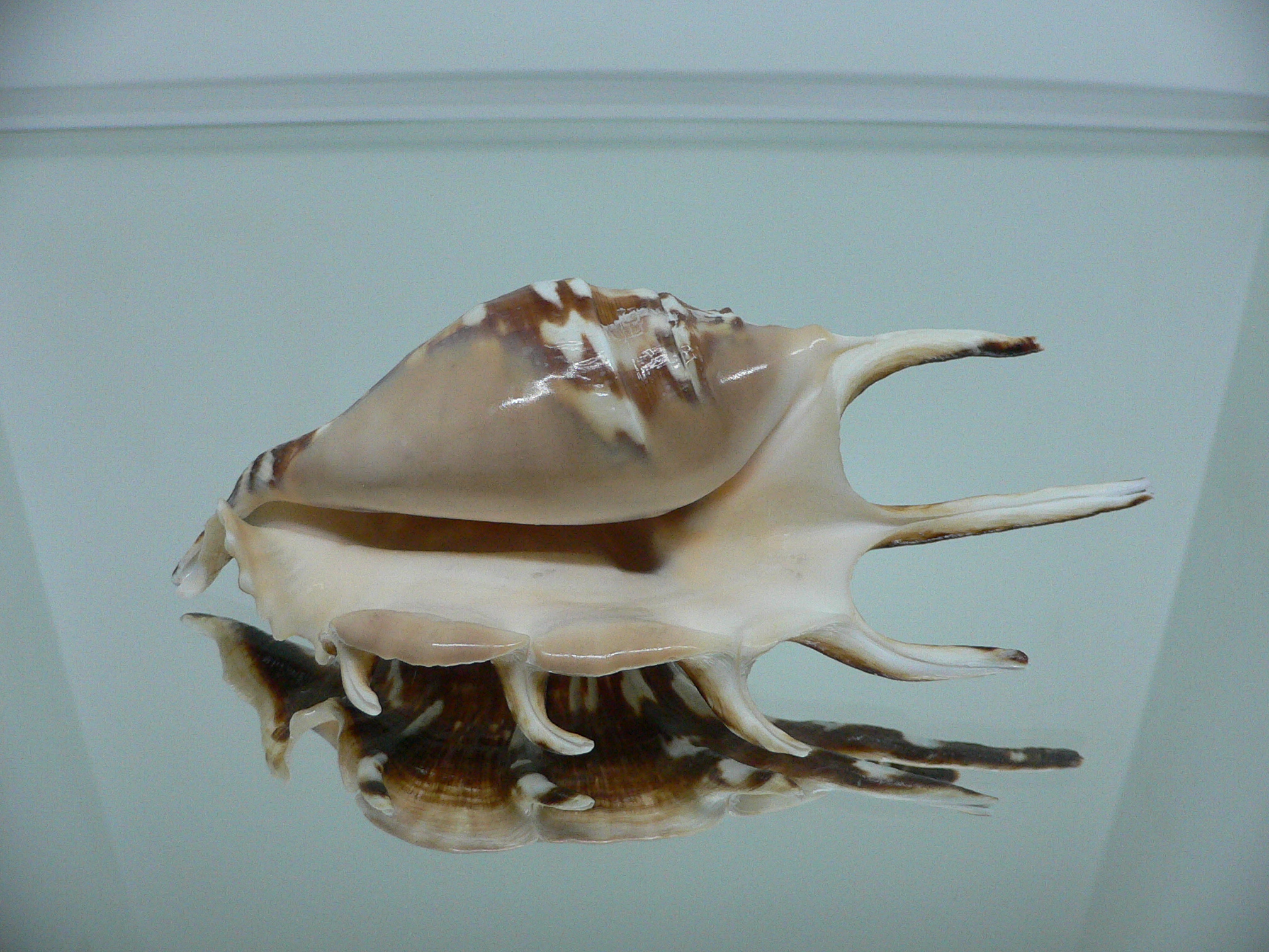 Lambis lambis SUPER DARK