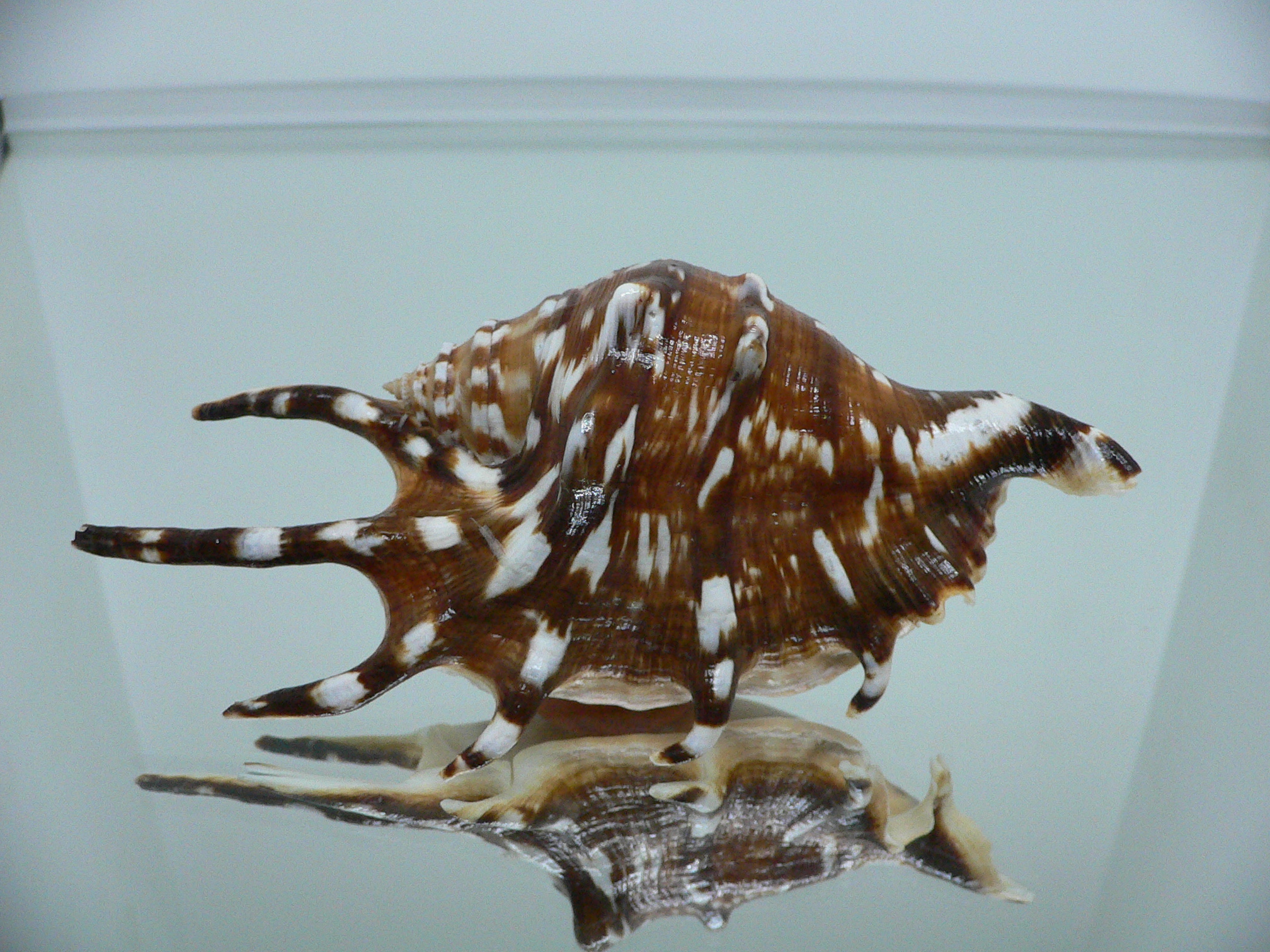 Lambis lambis SUPER DARK